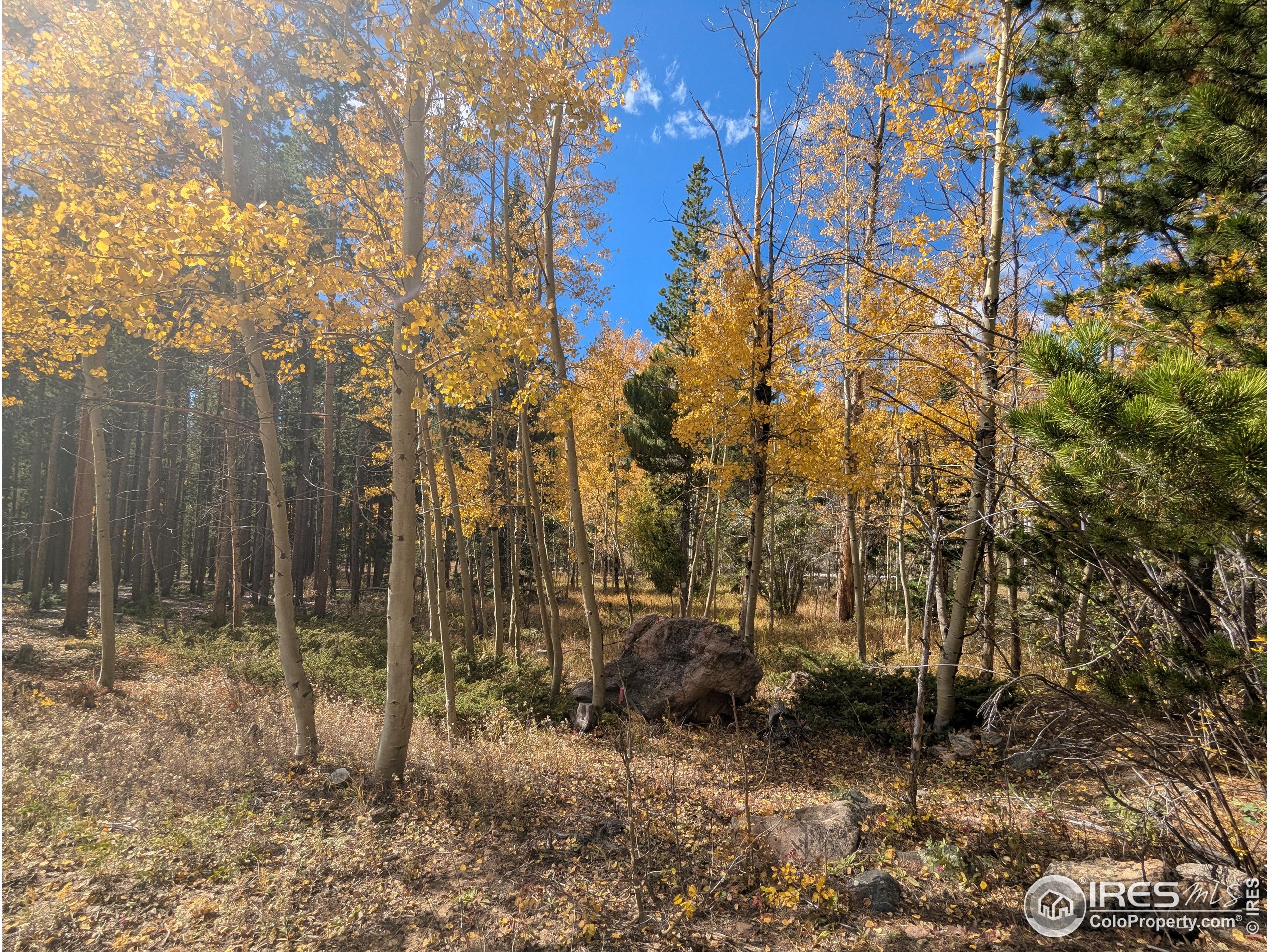 11 Bear Gulch Road Red Feather Lakes, CO 80545 - Photo 2 of 18 a view of a forest filled with trees