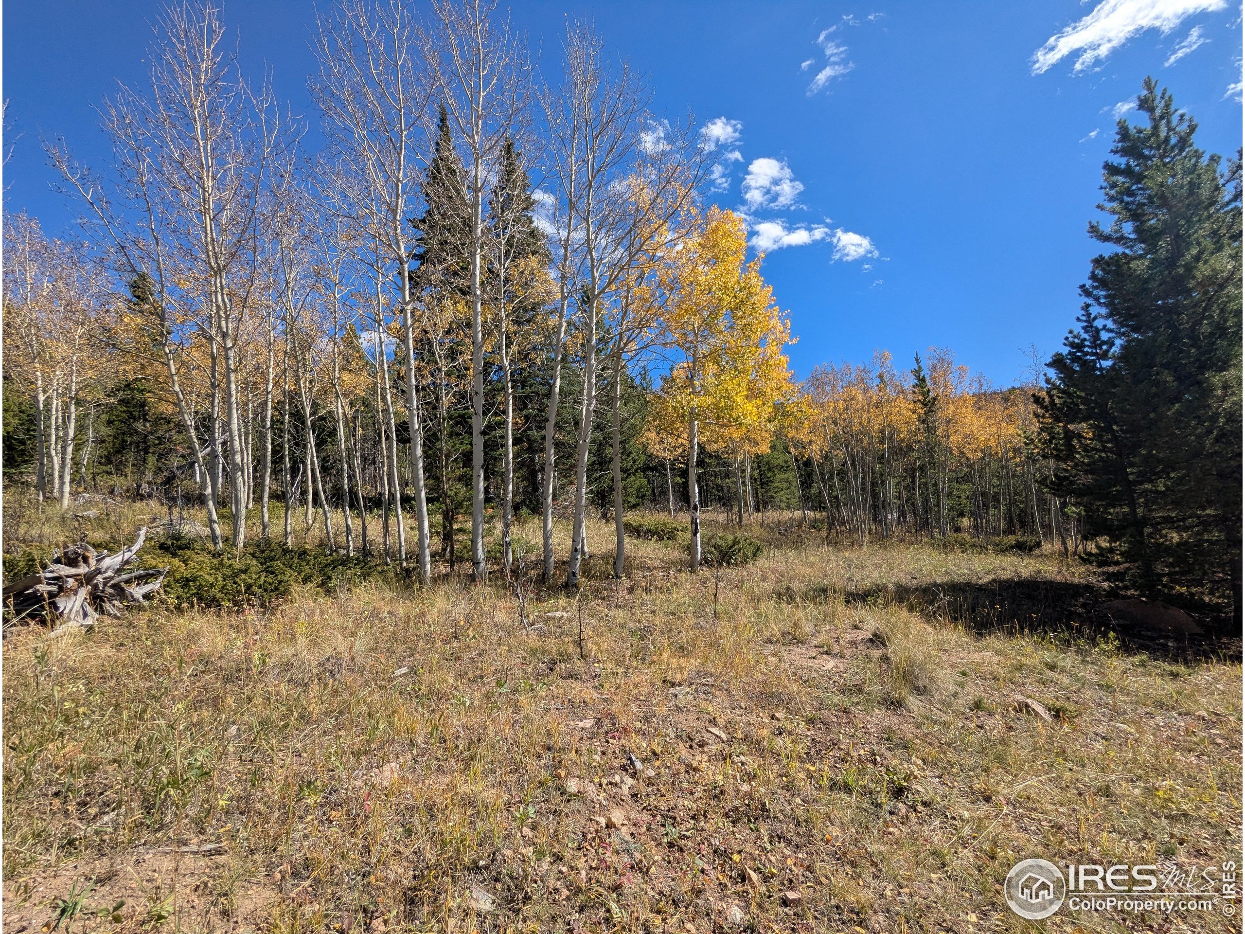11 Bear Gulch Road Red Feather Lakes, CO 80545 - Photo 7 of 18 a view of a yard with a tree