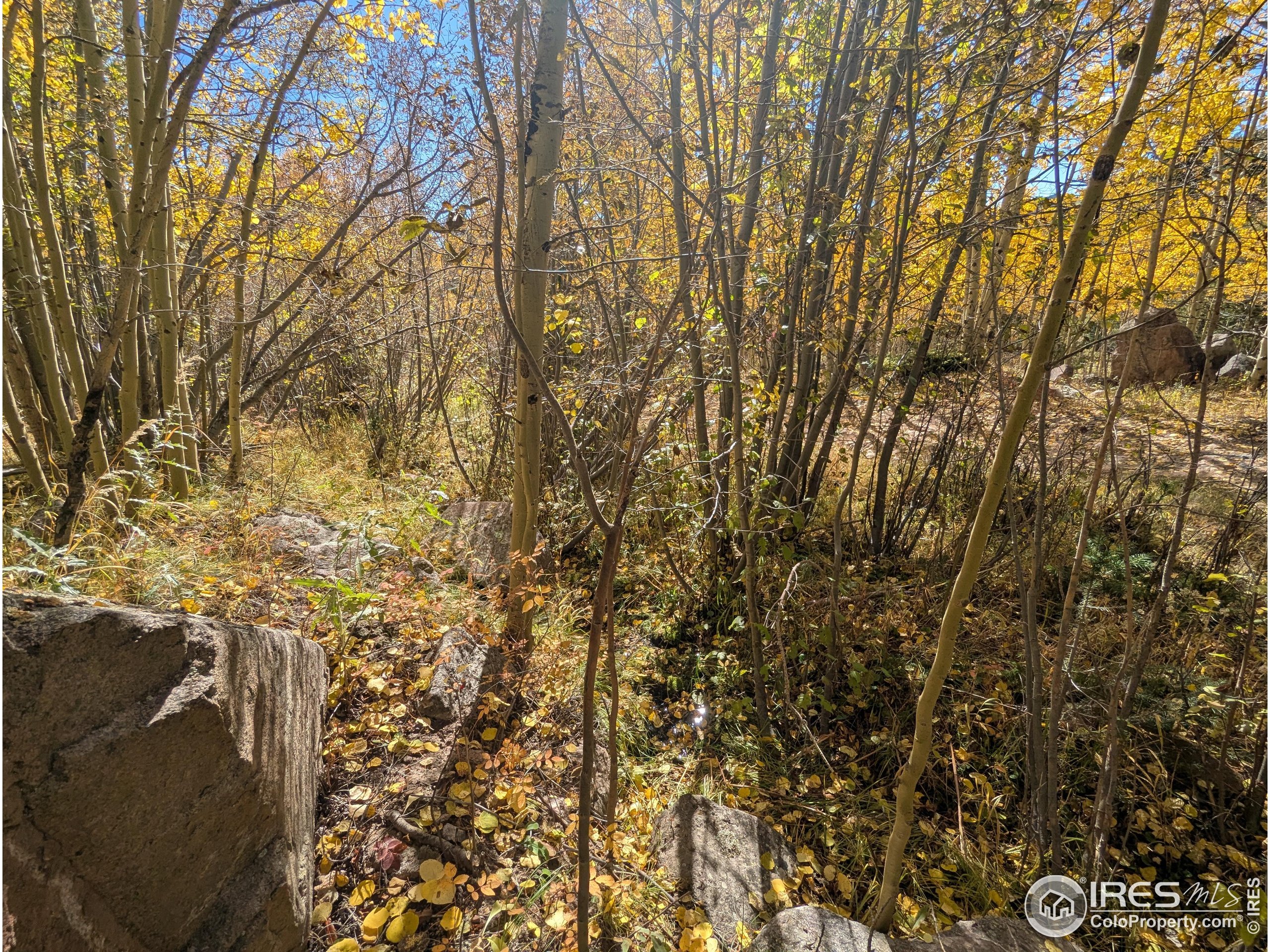 11 Bear Gulch Road Red Feather Lakes, CO 80545 - Photo 9 of 18