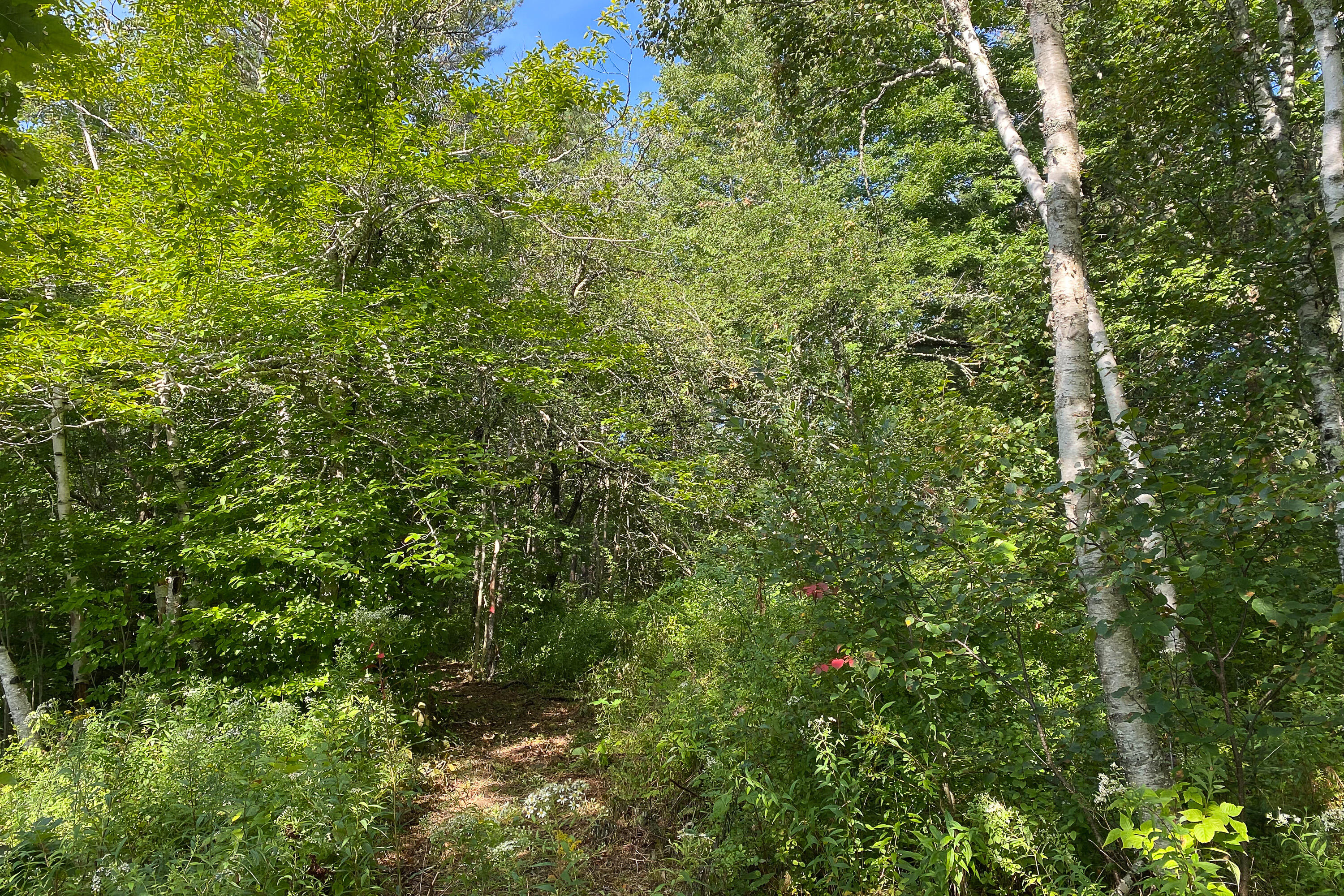 Lot 8 Treasure Point Road Tenants Harbor, ME 04860 - Photo 30 of 35 00TreasurePoint_LAND_37_S_print