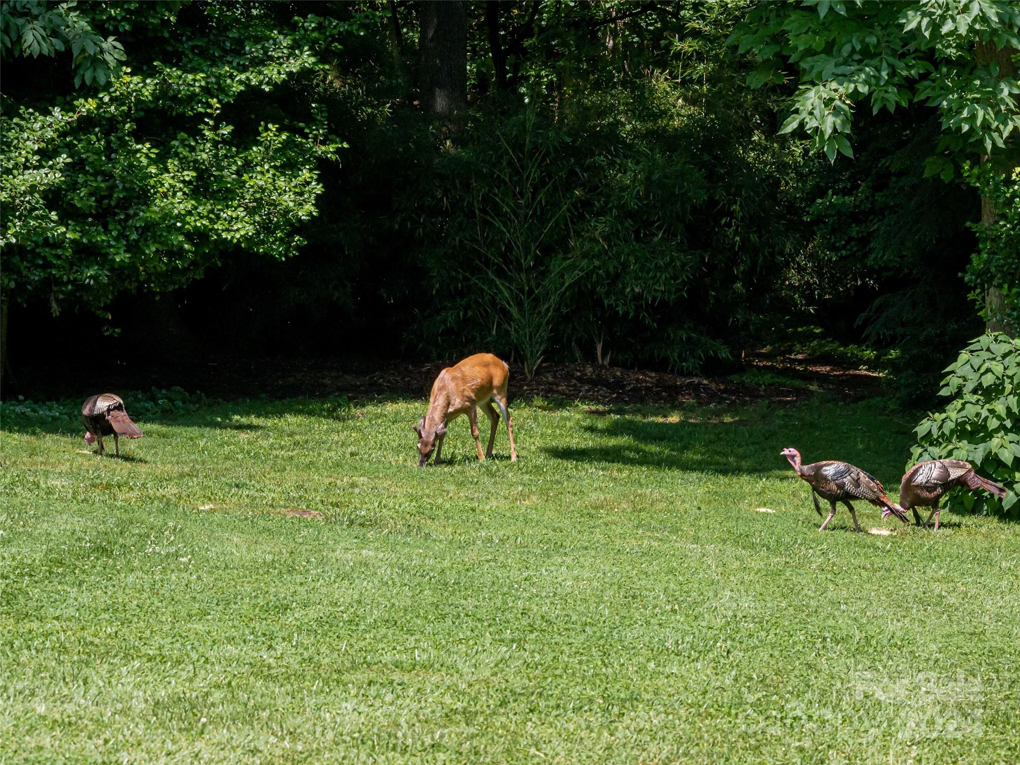 122 Overlook Road Asheville, NC 28803 - Photo 46 of 48 Gallery Image 46