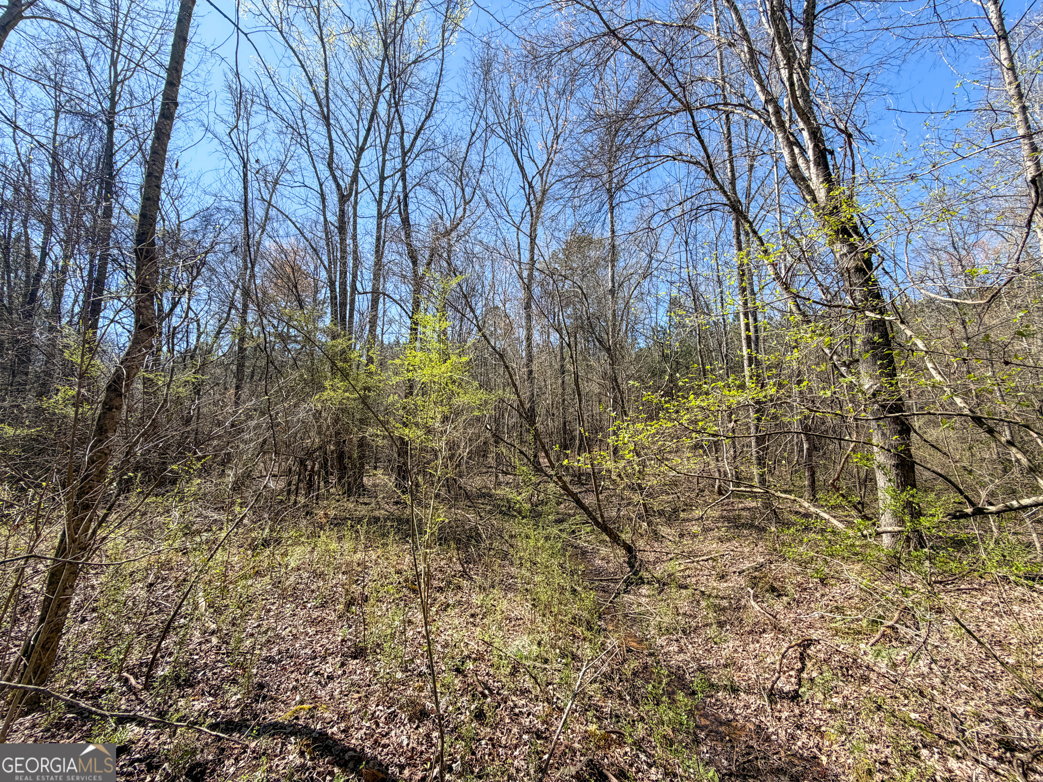 257 Acres On Ridgeway Road Franklin, GA 30217 - Photo 24 of 28