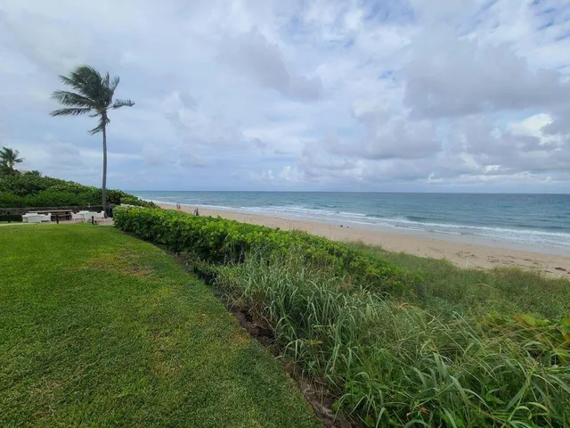 a view of a garden with a tree in the background