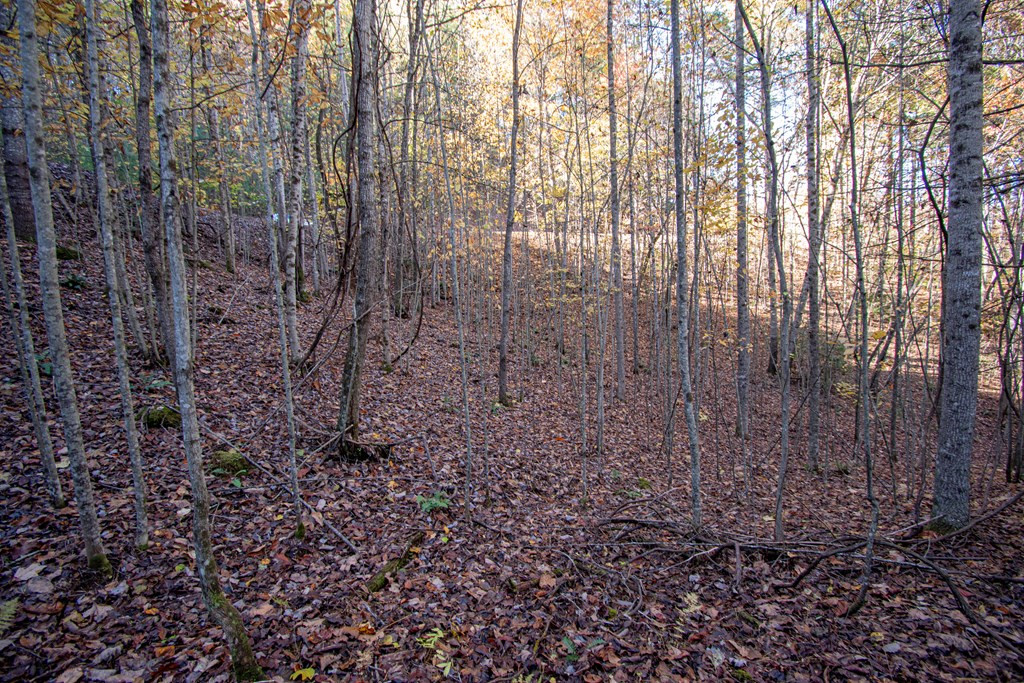 66 Choctaw Rdg Trail Murphy, NC 28906 - Photo 2 of 10