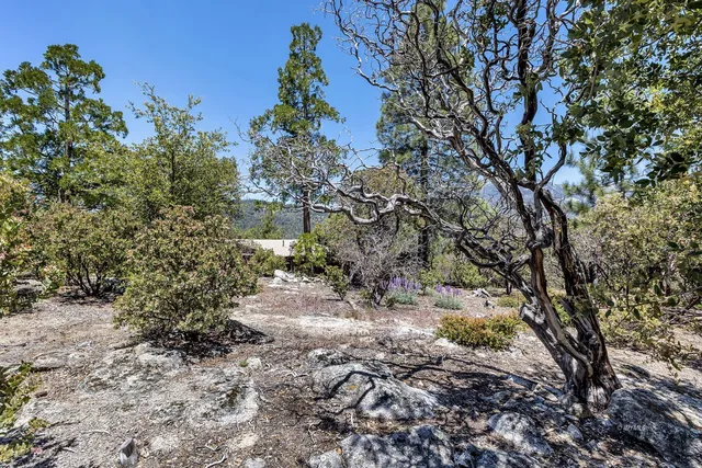 a view of a yard with a tree