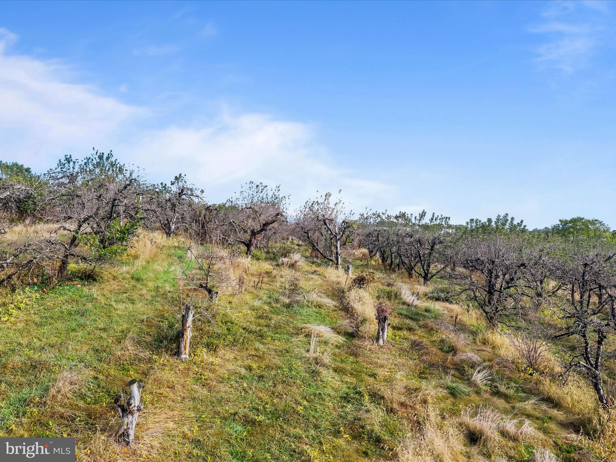 Hammonds Mill Road Hedgesville, WV 25427 - Photo 8 of 25 a view of a bunch of trees in a field