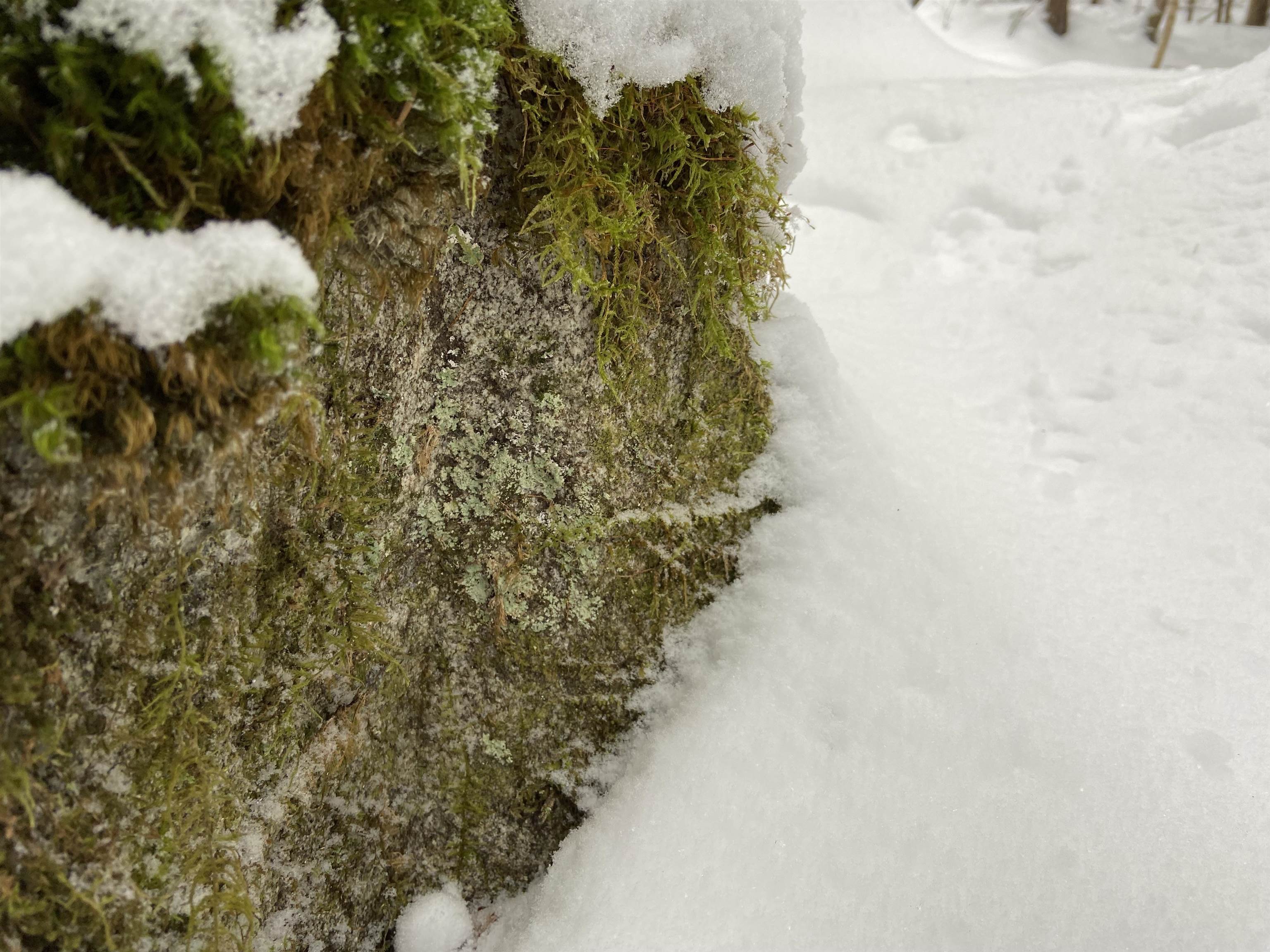 0 Fall Brook Road, Unit 3 Lyndonville, VT 05851 - Photo 26 of 26 Gallery Image 26