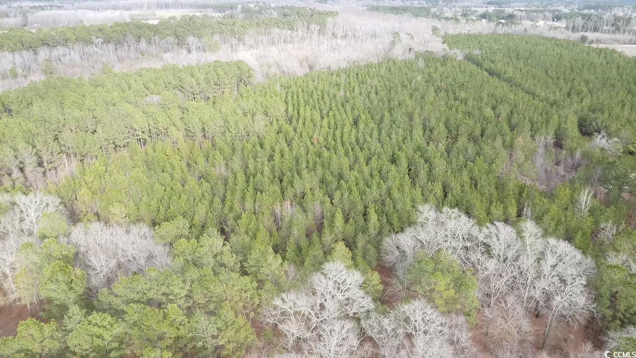 Tbd Tbd Copeland Moody Road Latta, SC 29565 - Photo 14 of 14 Birds eye view of property featuring a forest view