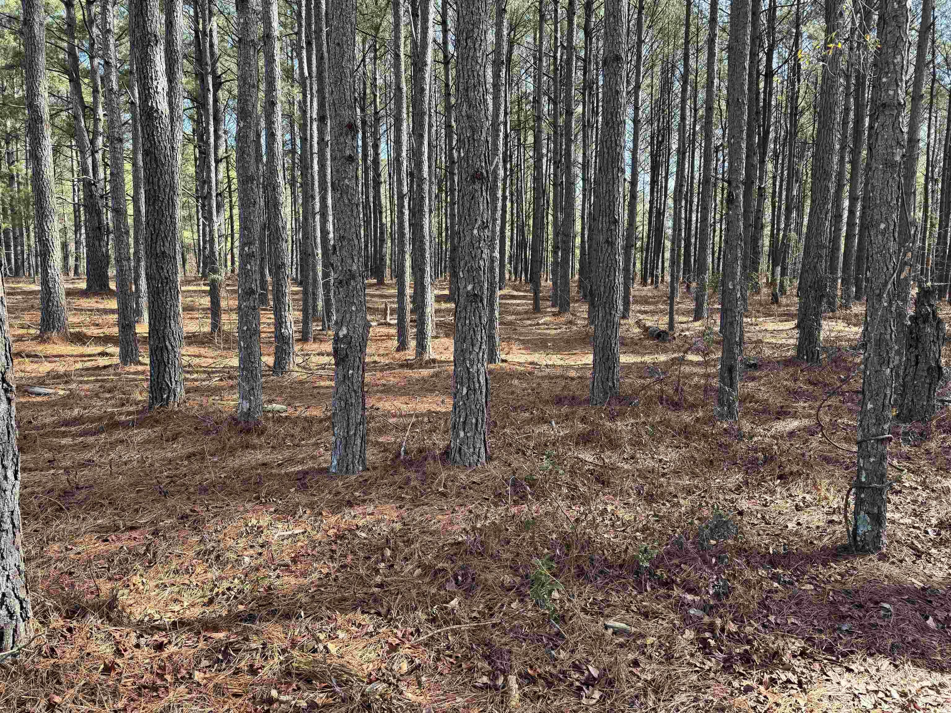 Tbd Tbd Copeland Moody Road Latta, SC 29565 - Photo 3 of 14 View of landscape
