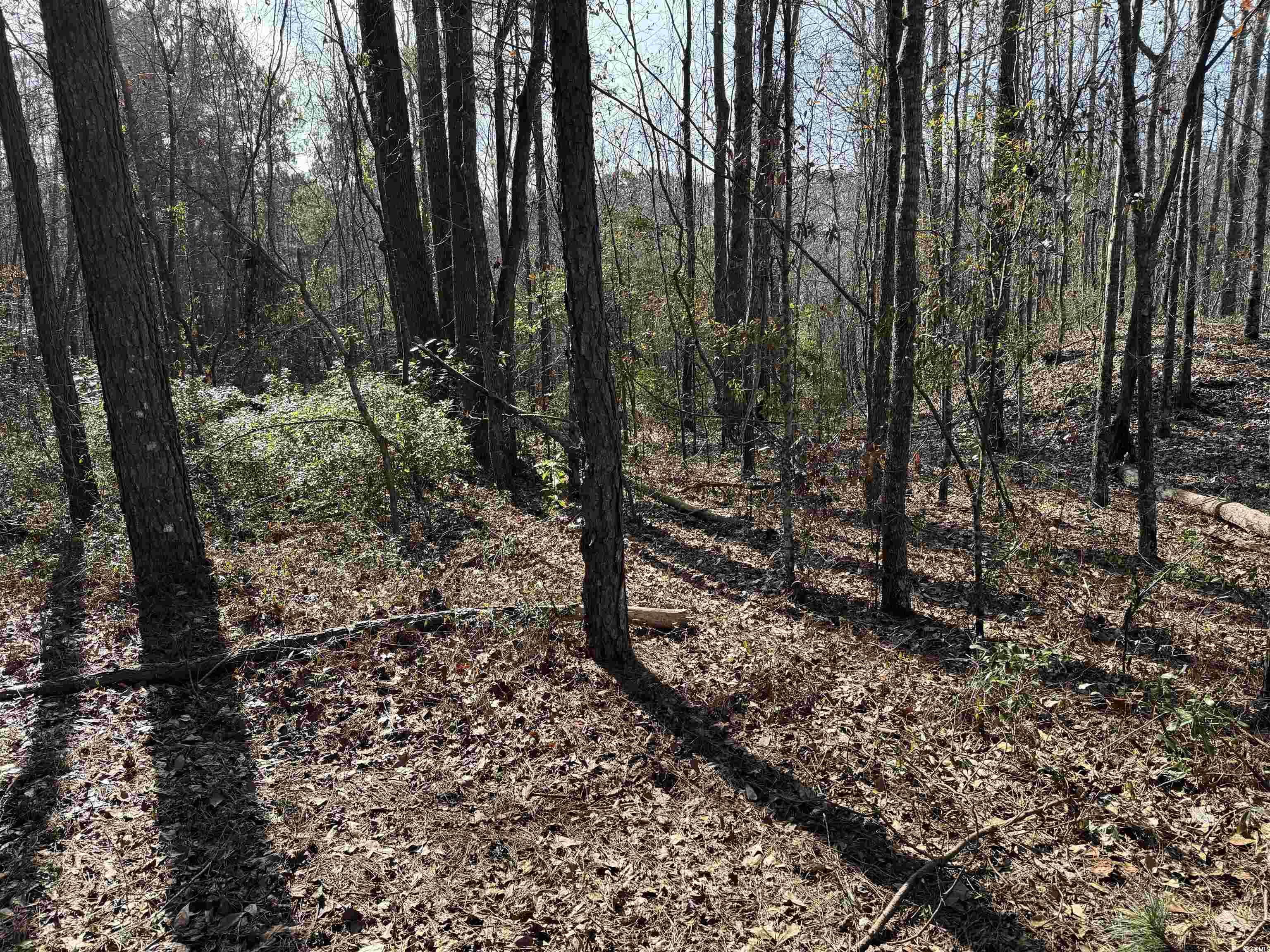 Tbd Tbd Copeland Moody Road Latta, SC 29565 - Photo 5 of 14 View of nature with a view of trees