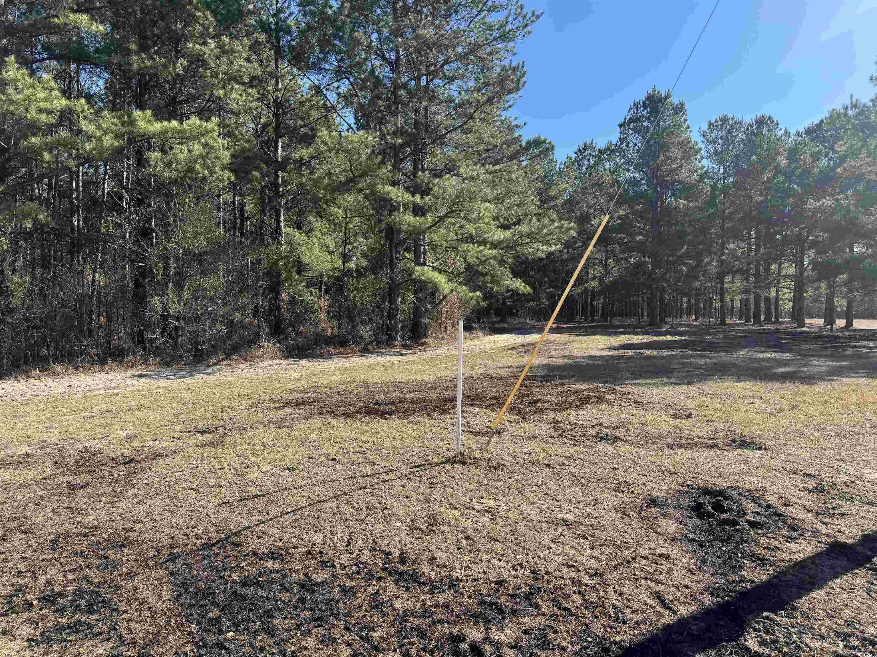 Tbd Tbd Copeland Moody Road Latta, SC 29565 - Photo 6 of 14 View of yard