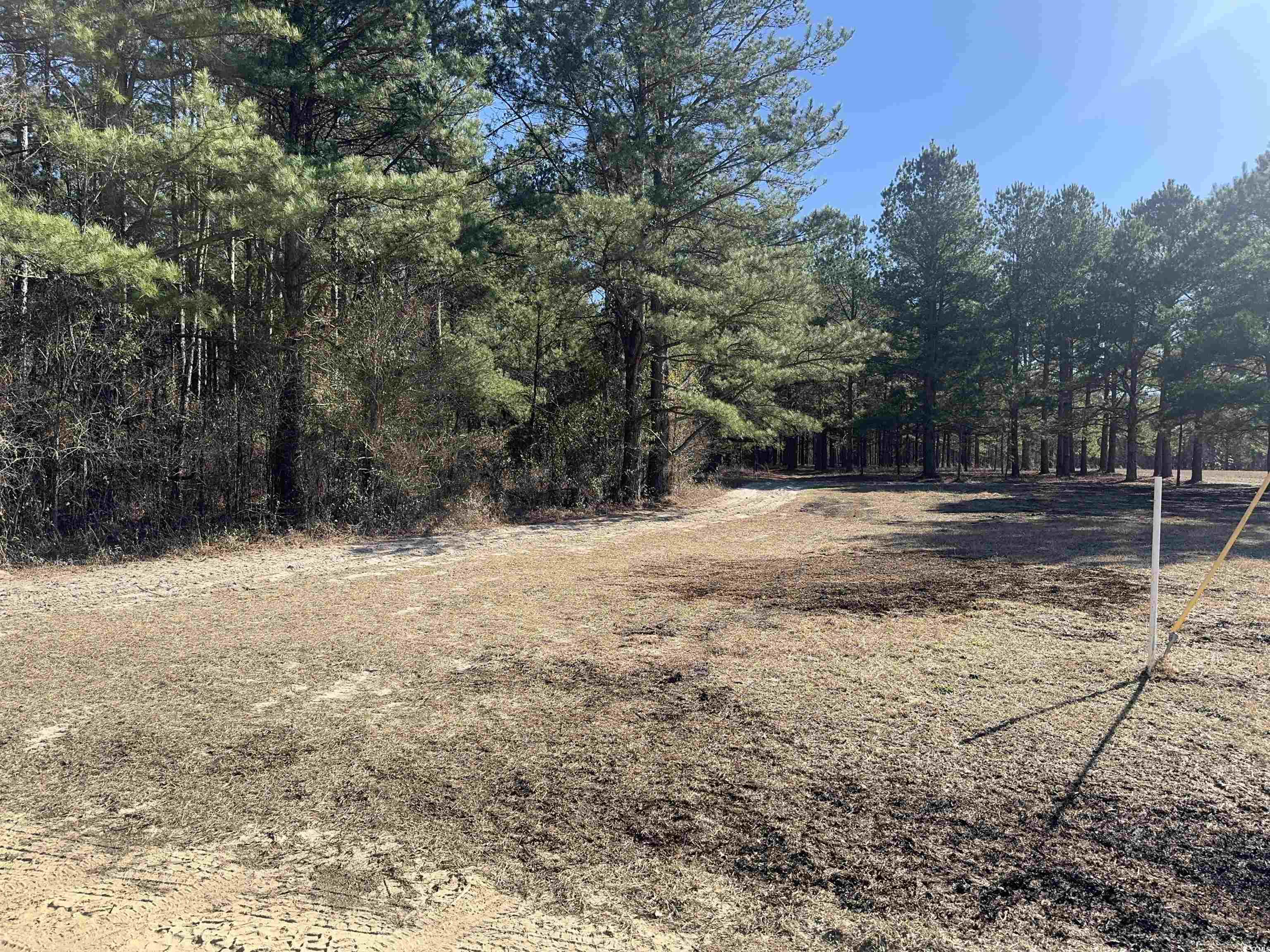 Tbd Tbd Copeland Moody Road Latta, SC 29565 - Photo 7 of 14 View of nature with a forest view