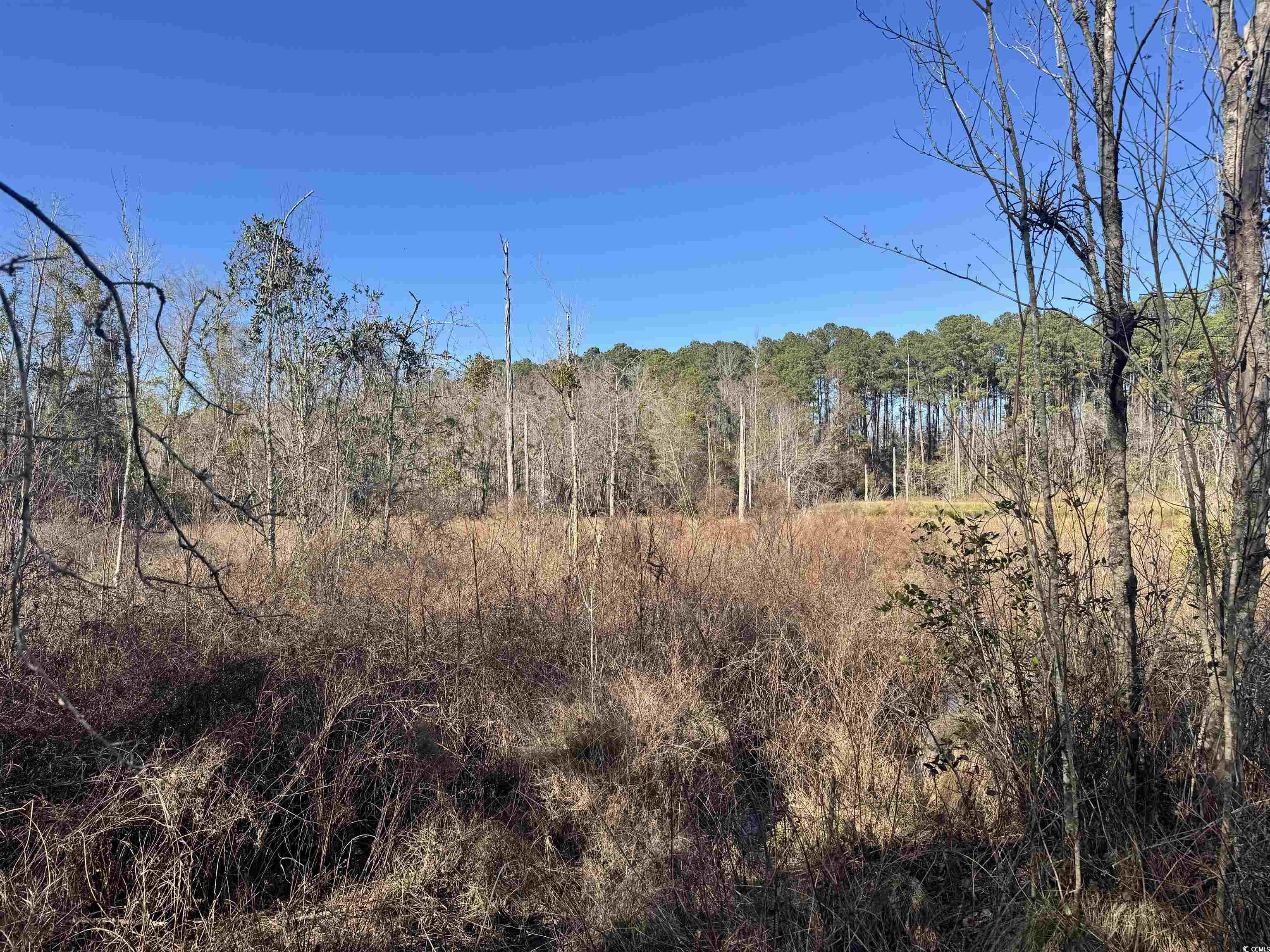 Tbd Tbd Copeland Moody Road Latta, SC 29565 - Photo 8 of 14 View of nature with a view of trees