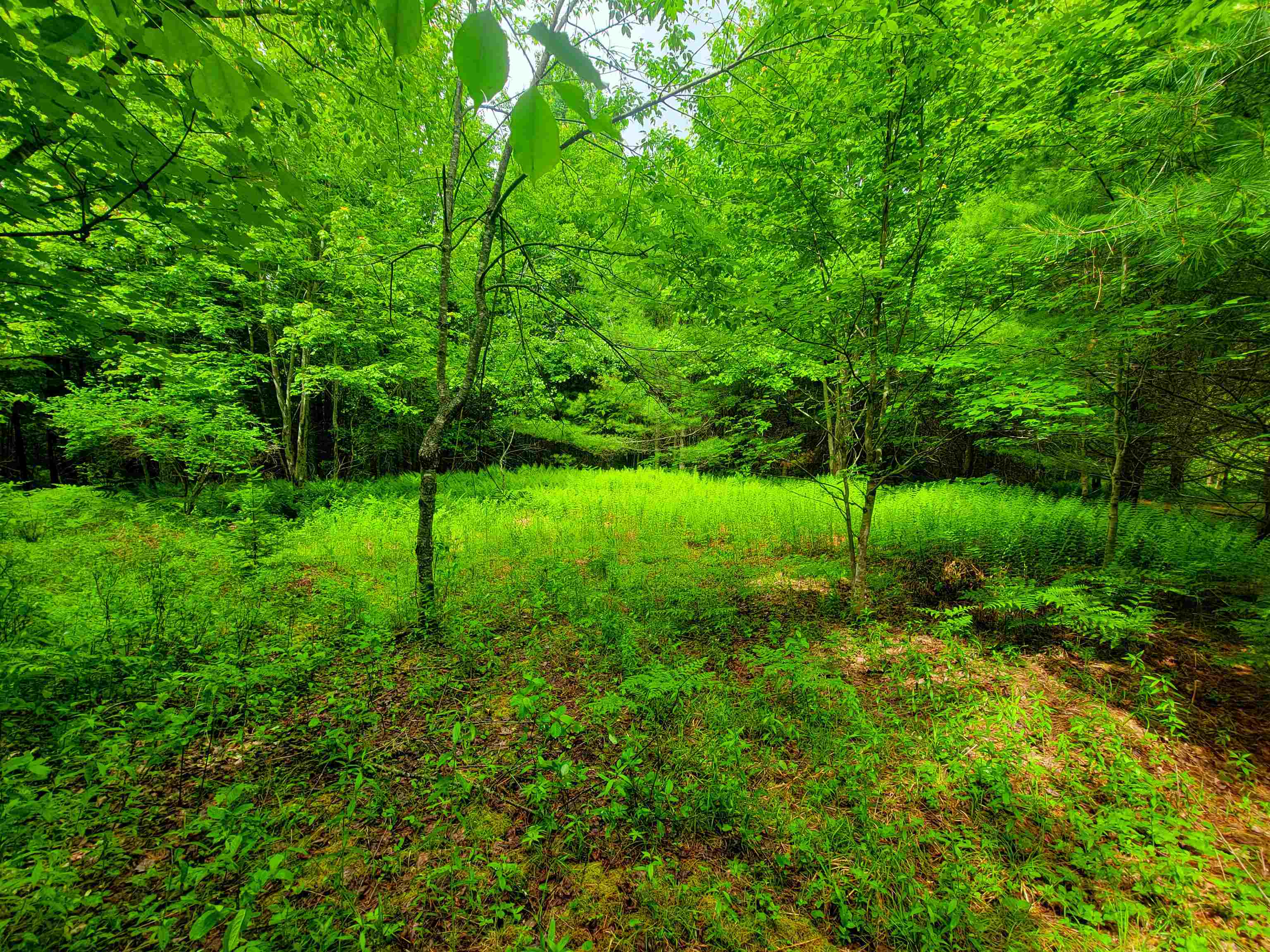 195 Turkey Hill Road Newport, NH 03773 - Photo 16 of 38 Gallery Image 16