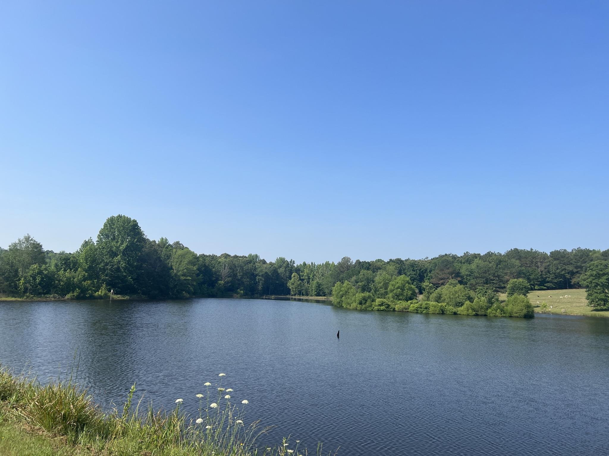751 Bullman Road Finger, TN 38334 - Photo 5 of 22 a view of lake with green space