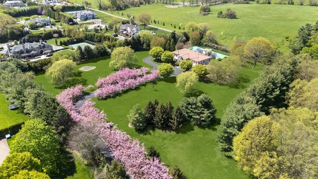 a view of a garden with plants
