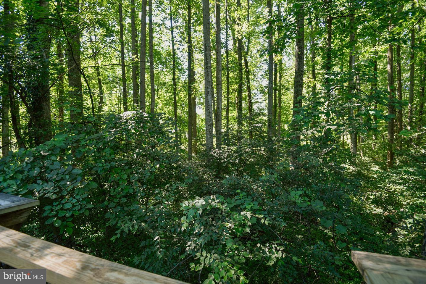 2025 Post Road Vienna, VA 22181 - Photo 24 of 24 View From Deck