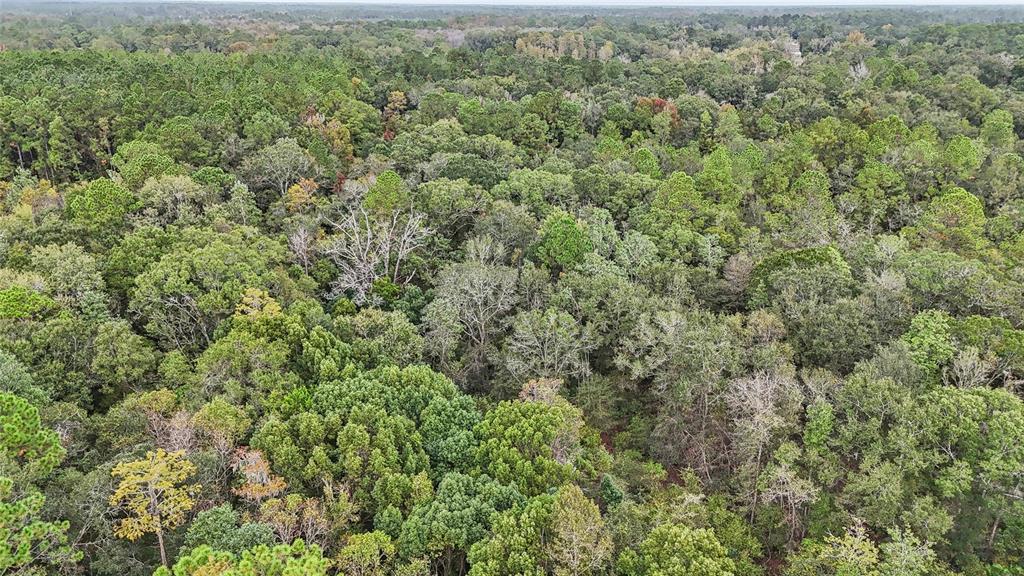 0 West Edwards Road Starke, FL 32091 - Photo 8 of 10 with a big yard with lots of green space