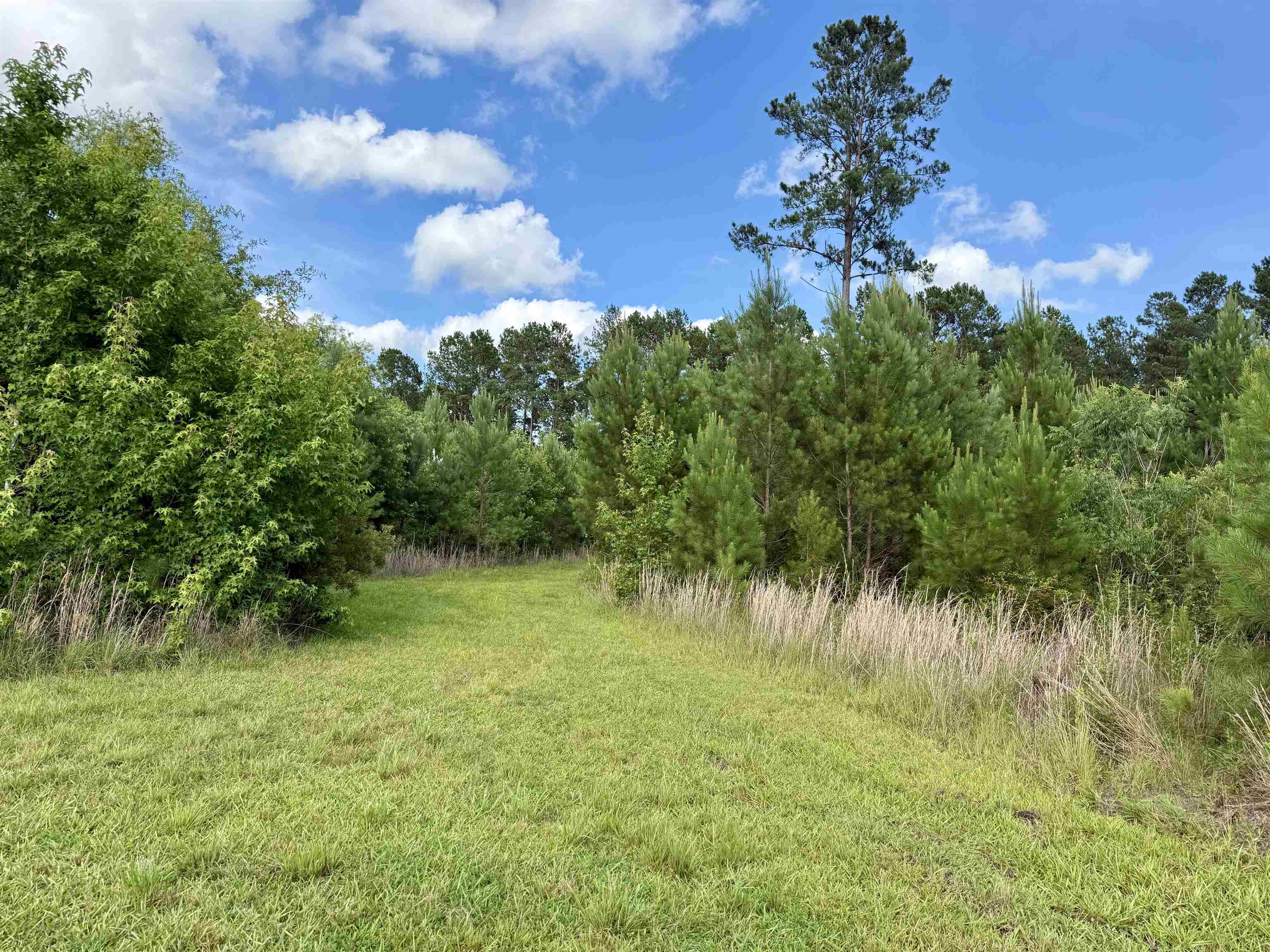 85-acres - Muddy Creek Road Hemingway, SC 29554 - Photo 7 of 31