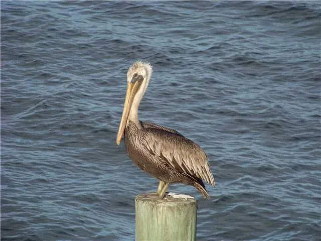 $1,800 | 5220 Las Verdes Circle, Unit 211, Delray Beach, FL 33484