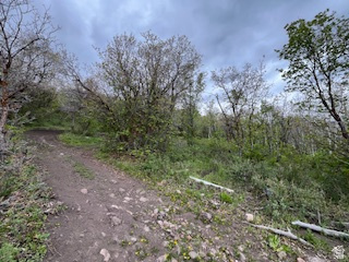 144 West Bear Tooth Ridge Coalville, UT 84017 - Photo 19 of 19 Wooded terrain with a winding dirt path and varied foliage
