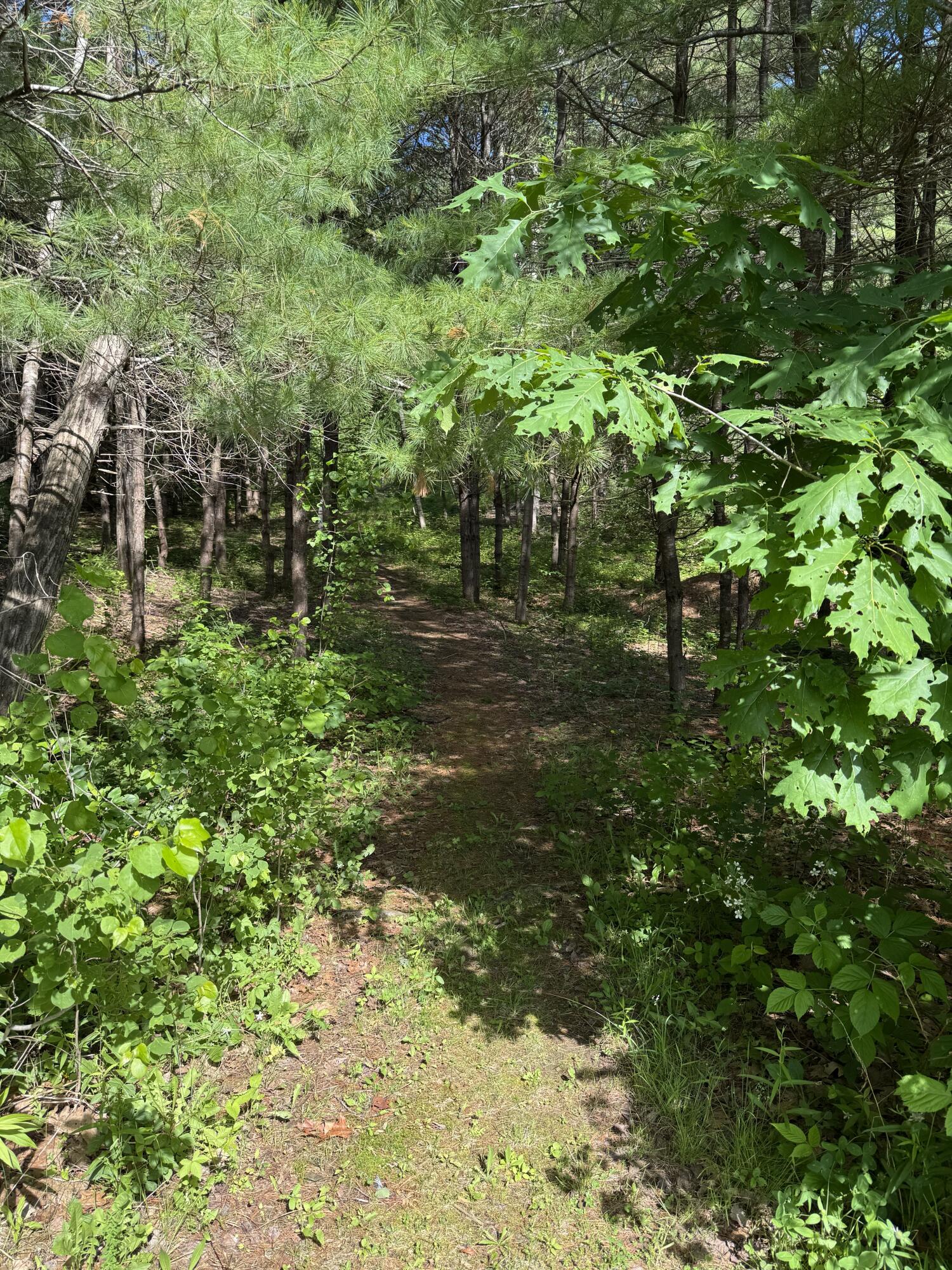 26 Martin Road Alna, ME 04535 - Photo 90 of 101 Wooded Path Exit