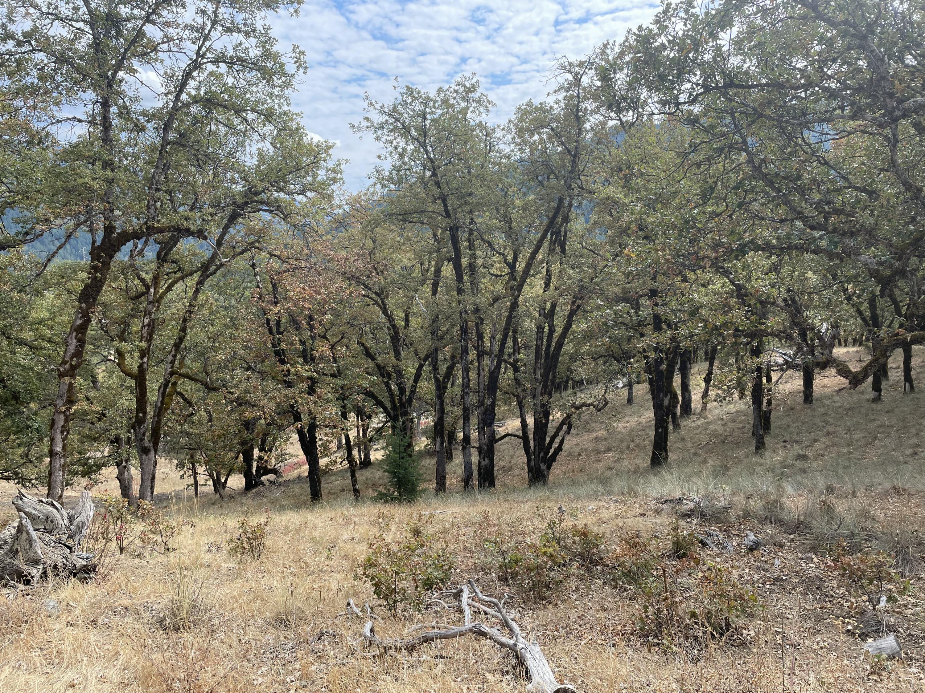 40-acres 40-acres Ridge Road Mad River, CA 95526 - Photo 10 of 28