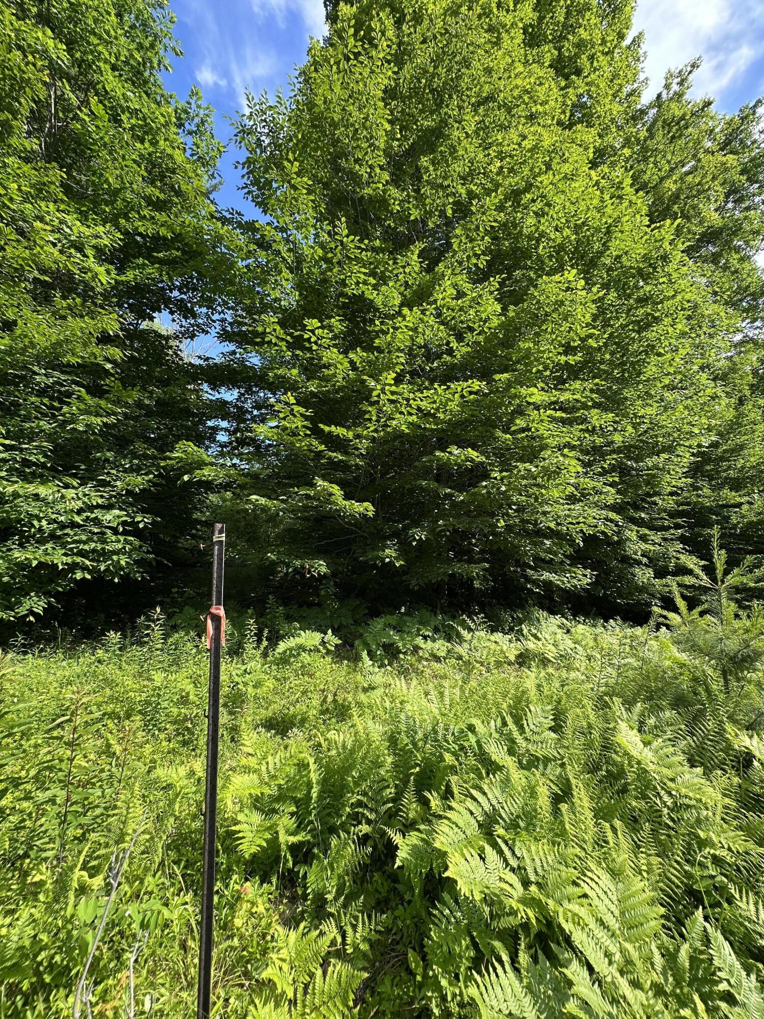 Lot 020 Canton Mountain Road Jay, ME 04239 - Photo 4 of 7