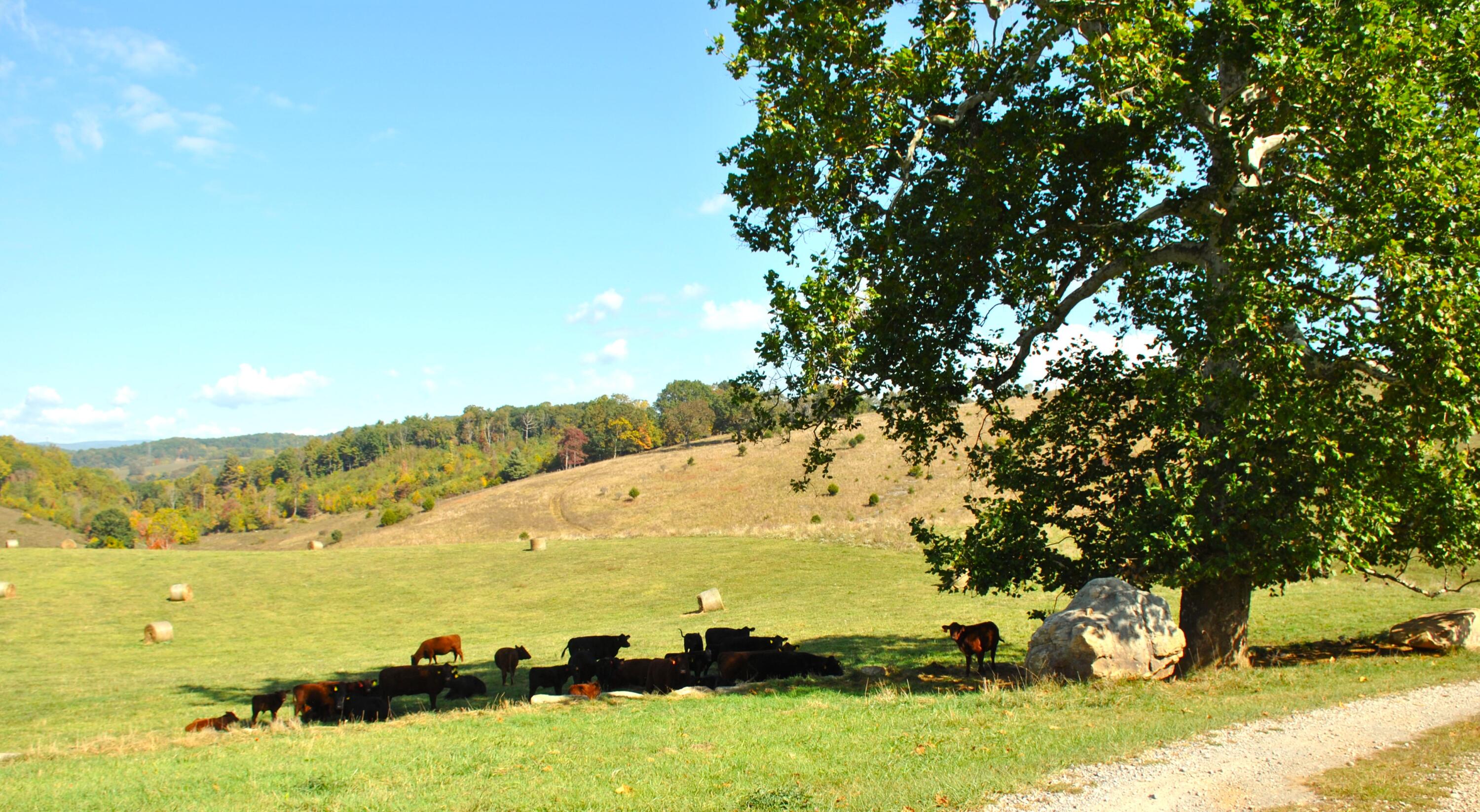 4210 Skydusky Road Bland, VA 24315 - Photo 30 of 44 DSC_0190