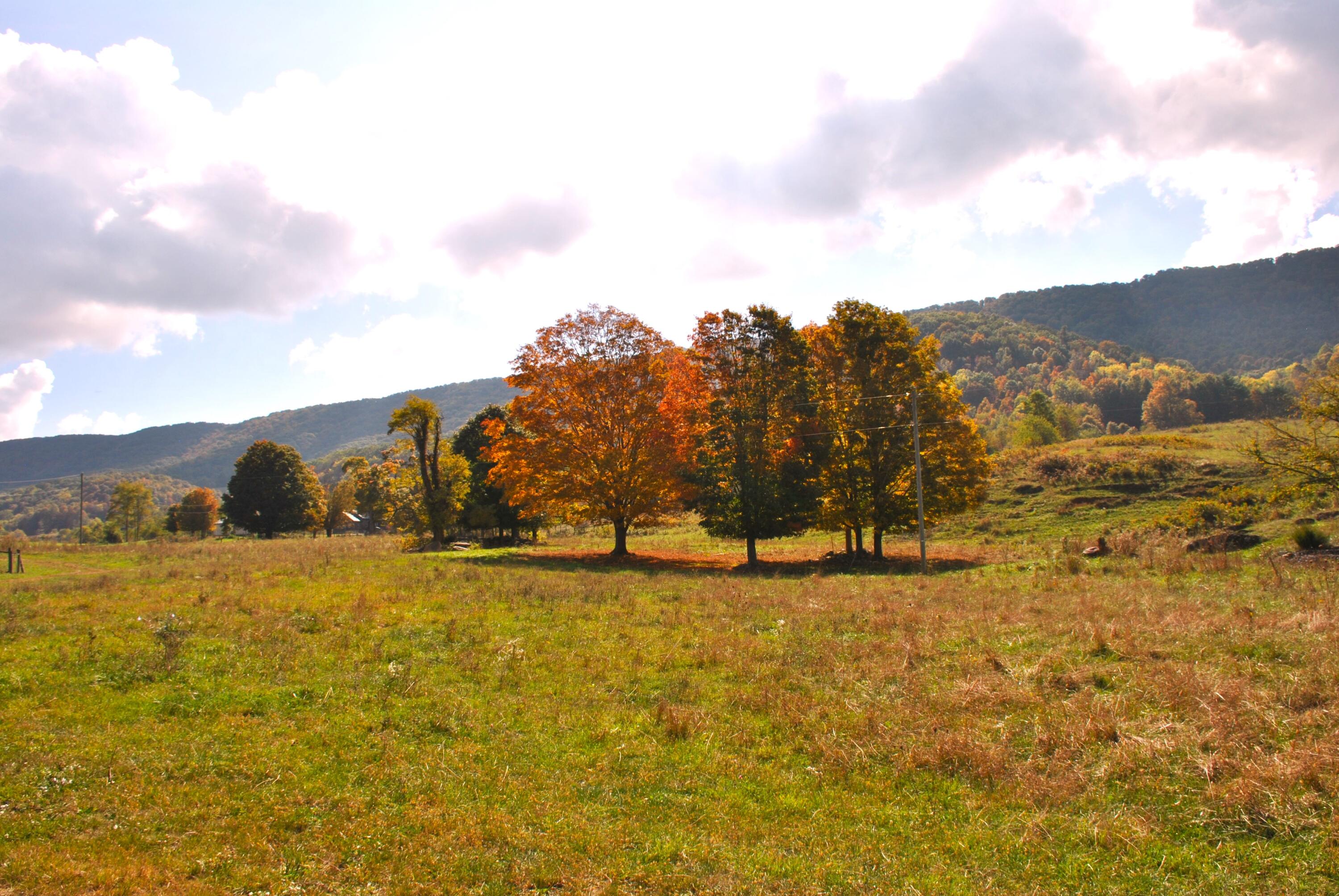 4210 Skydusky Road Bland, VA 24315 - Photo 31 of 44 DSC_0229