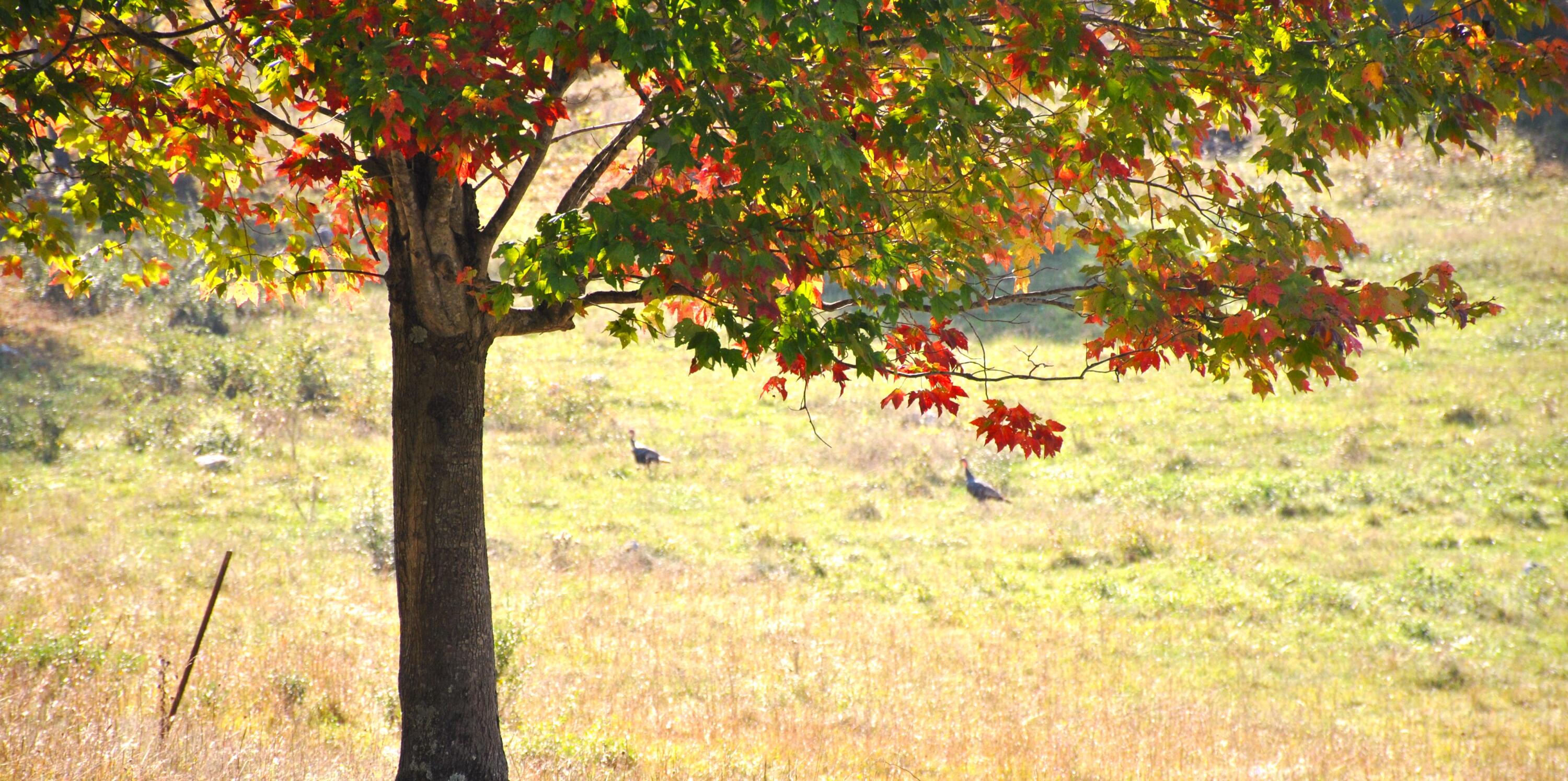 4210 Skydusky Road Bland, VA 24315 - Photo 34 of 44 DSC_0126