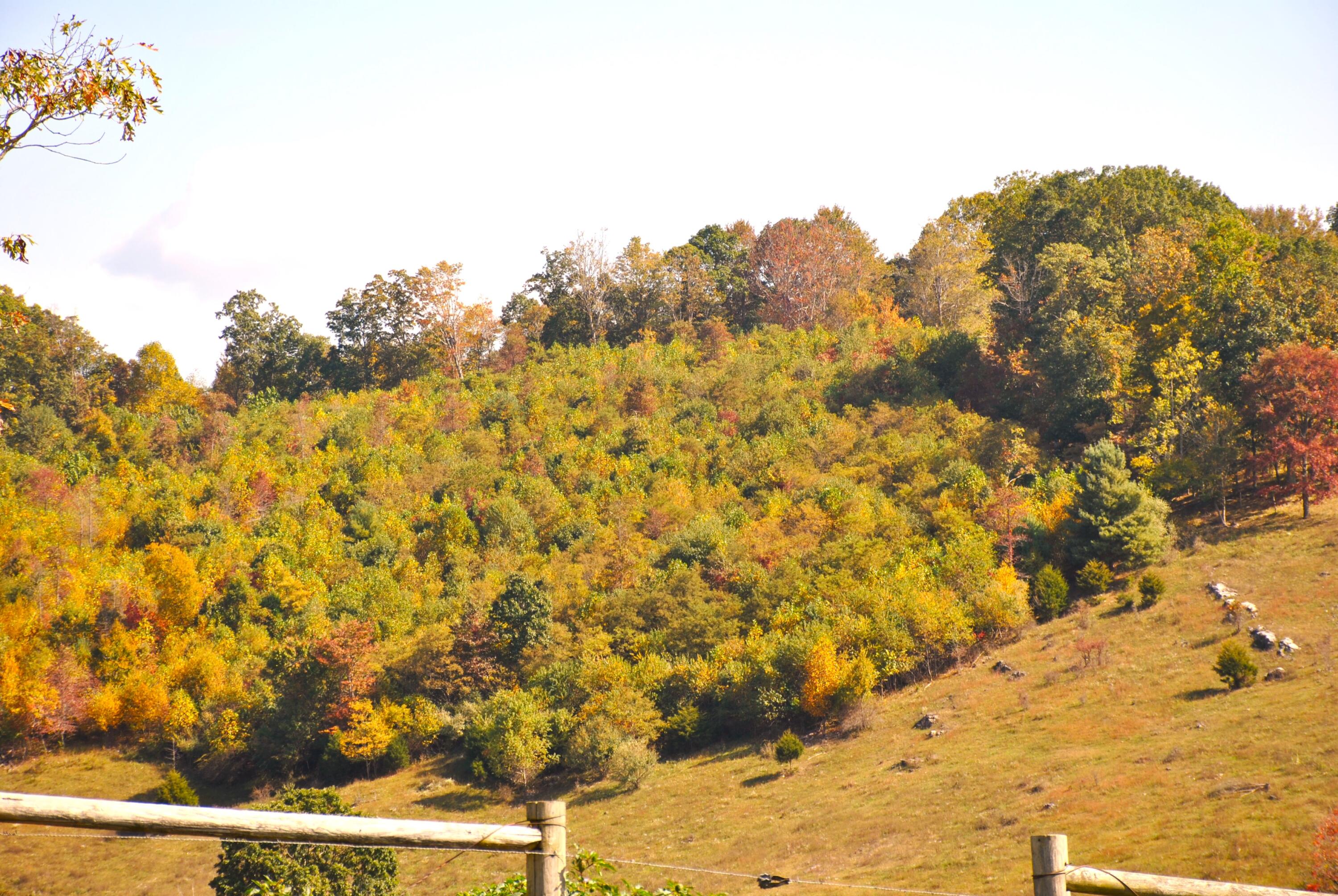 4210 Skydusky Road Bland, VA 24315 - Photo 40 of 44 DSC_0160