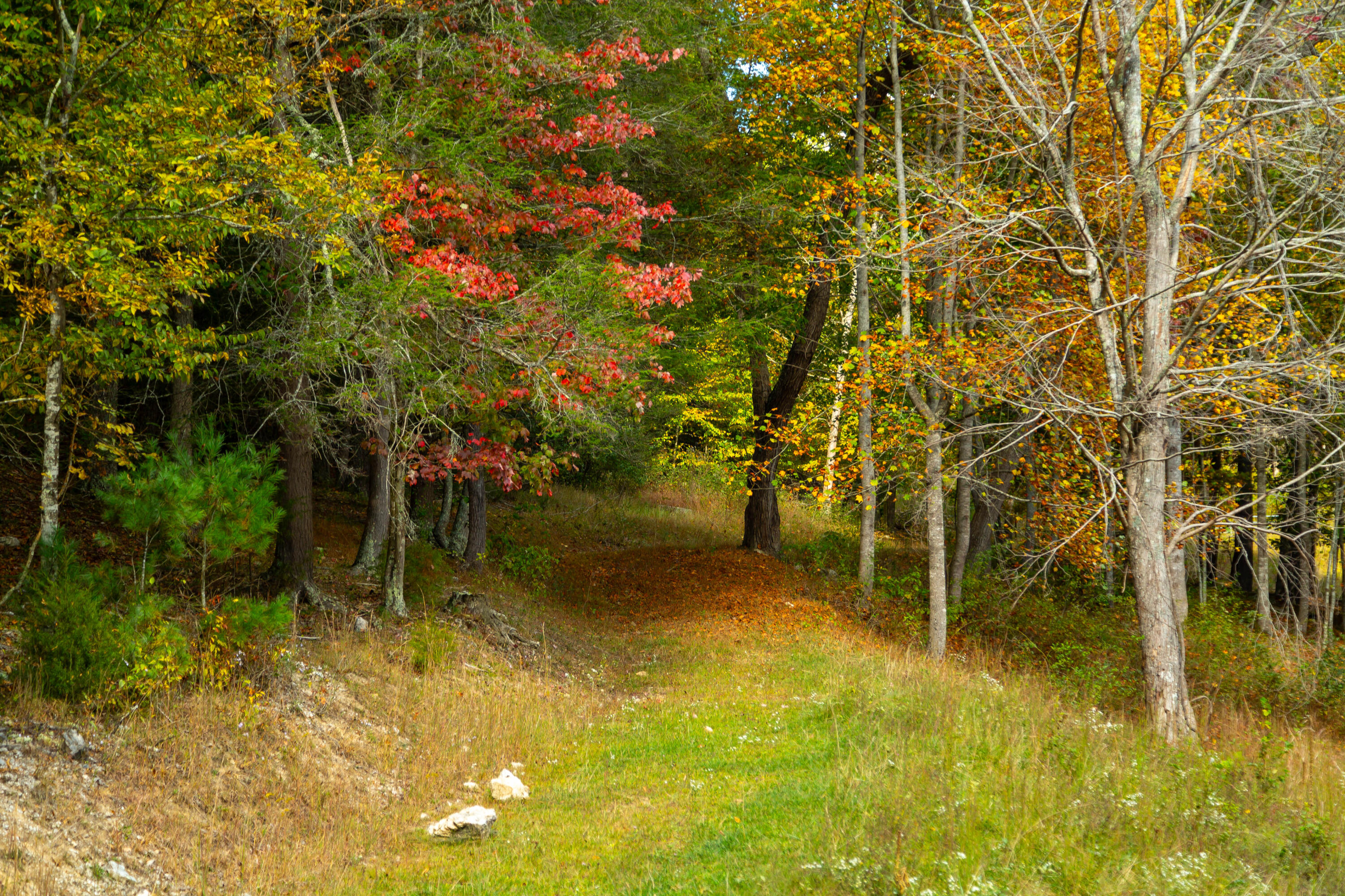 4210 Skydusky Road Bland, VA 24315 - Photo 5 of 44 4210 Skydusky Rd 13