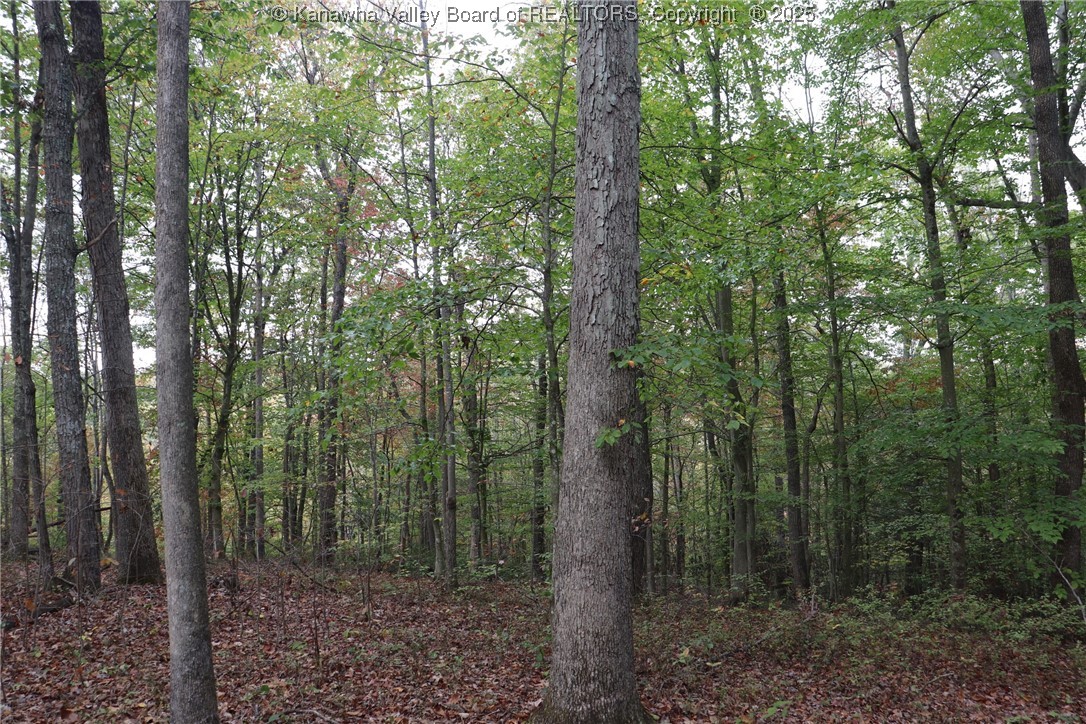 0 Route 26 Road Maysel, WV 25133 - Photo 10 of 46 Gallery Image 10