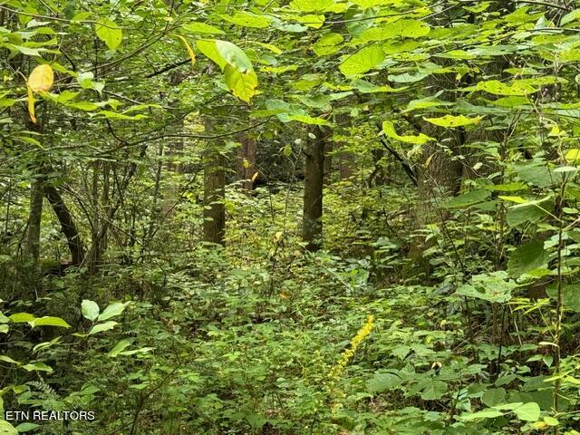 Vixen Way Cosby, TN 37722 - Photo 1 of 7 image0 (3)