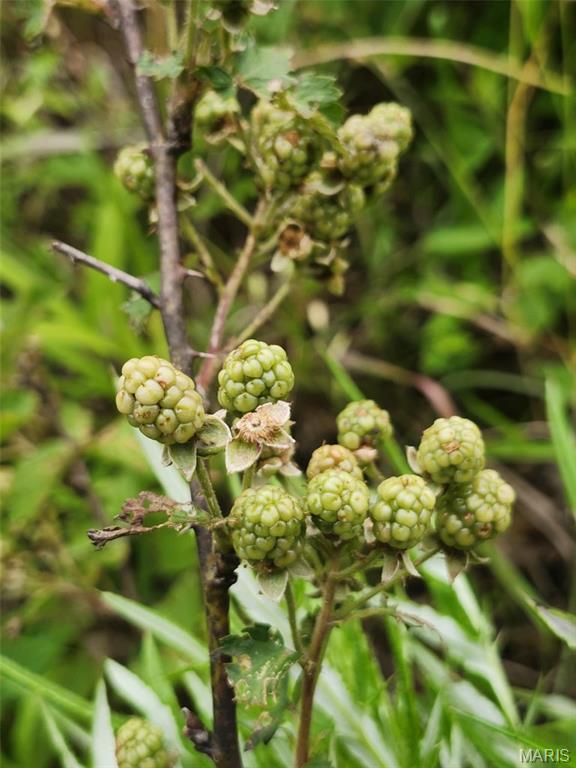 Tbd Pool Holler Cave Road Rolla, MO 65401 - Photo 13 of 19