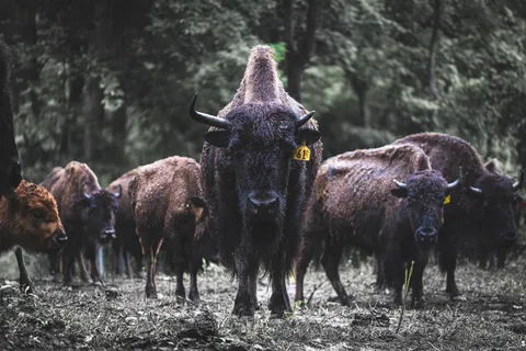 $2,000,000 | 1010 Bison Ridge, Joelton, TN 37080