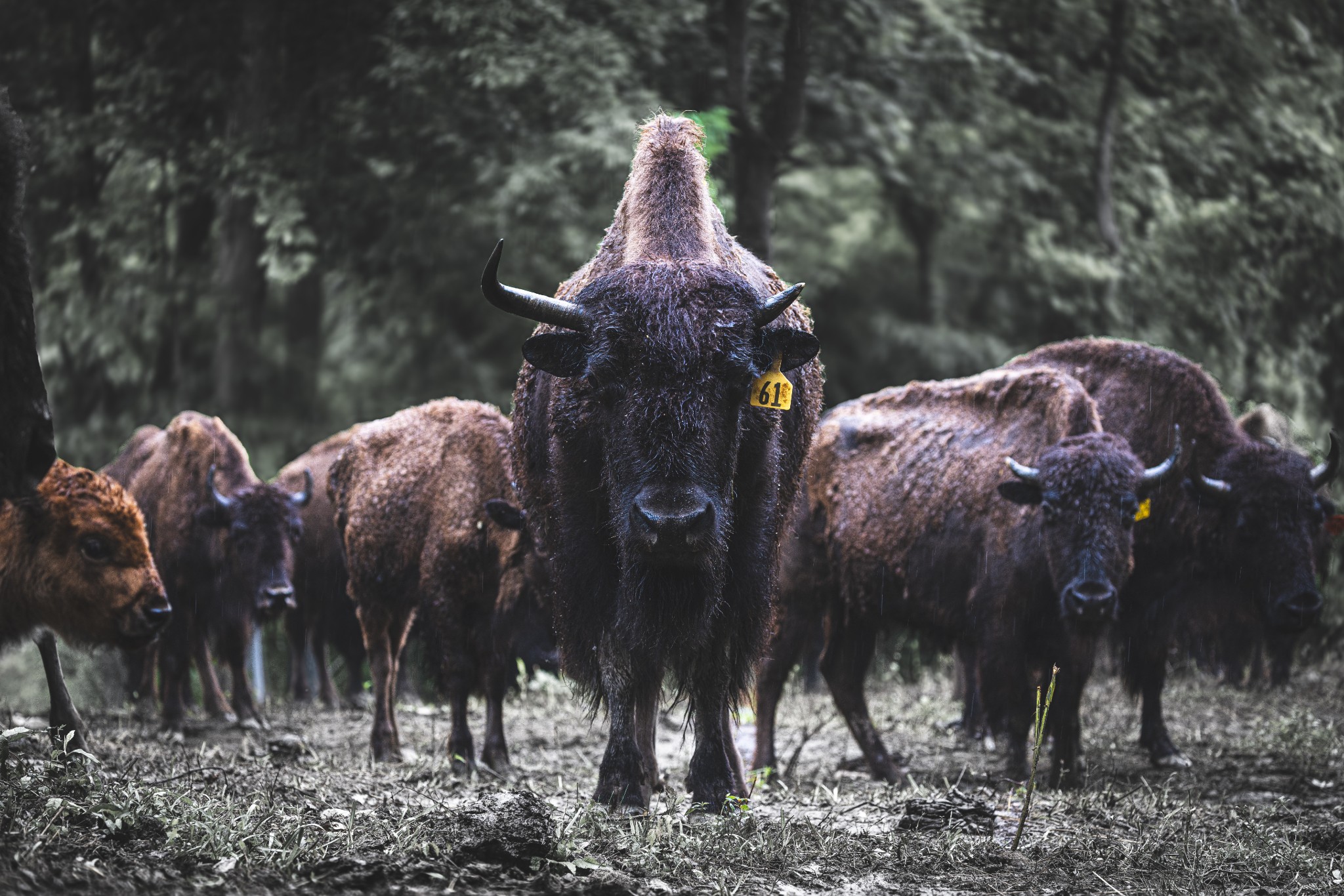 1010 Bison Ridge Joelton, TN 37080 - Photo 3 of 50