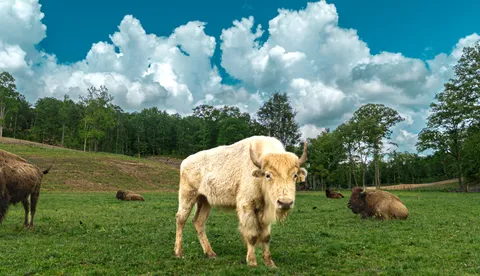 $2,000,000 | 1010 Bison Ridge, Joelton, TN 37080