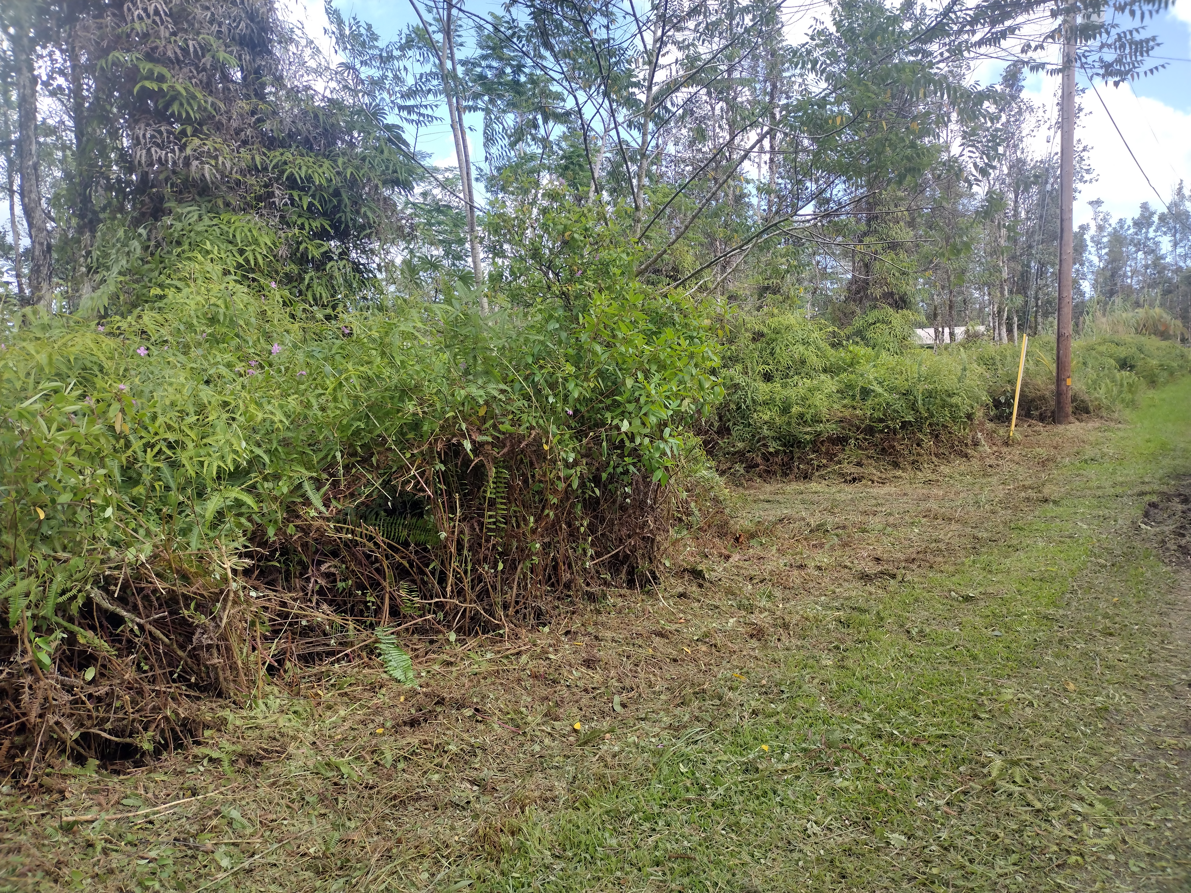 113 Lanai Road Pahoa, HI 96778 - Photo 2 of 5 a view of a yard with plants and trees