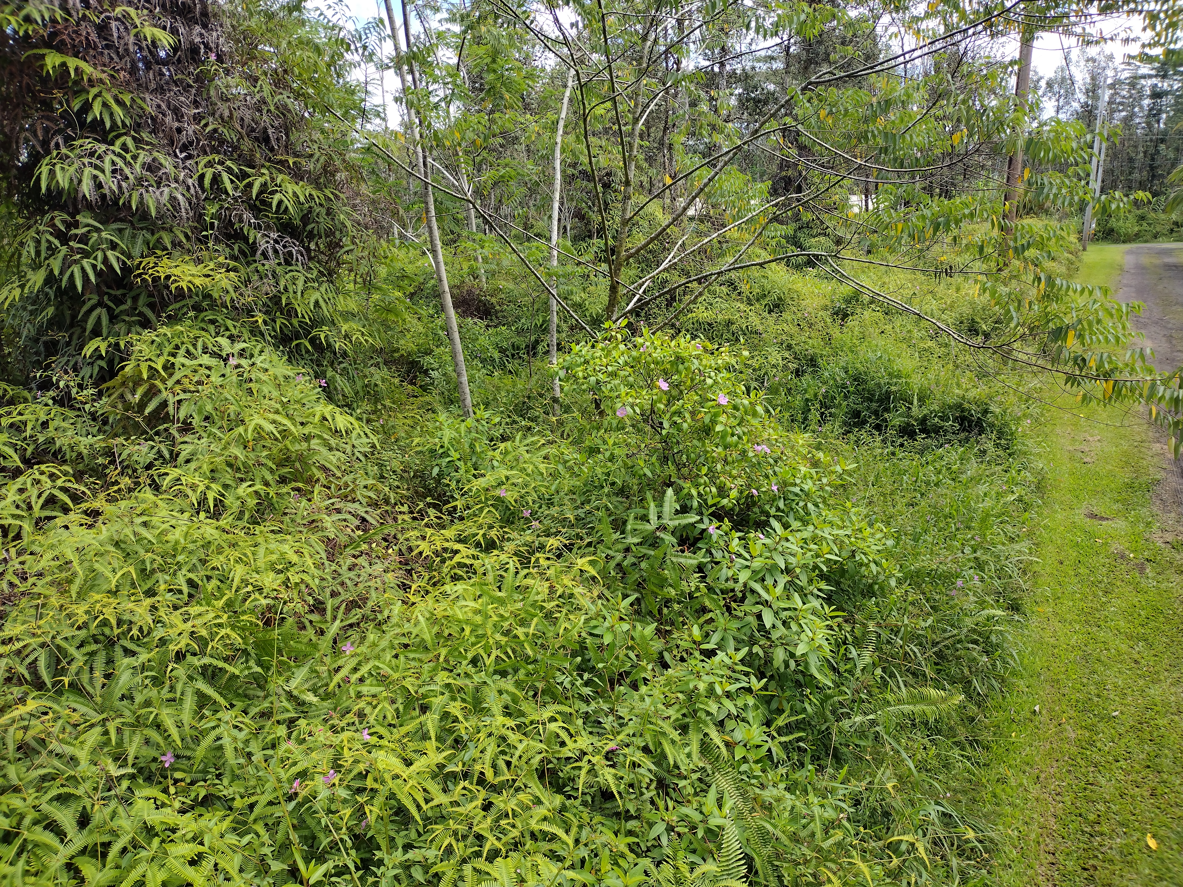 113 Lanai Road Pahoa, HI 96778 - Photo 3 of 5 a view of a lush green forest