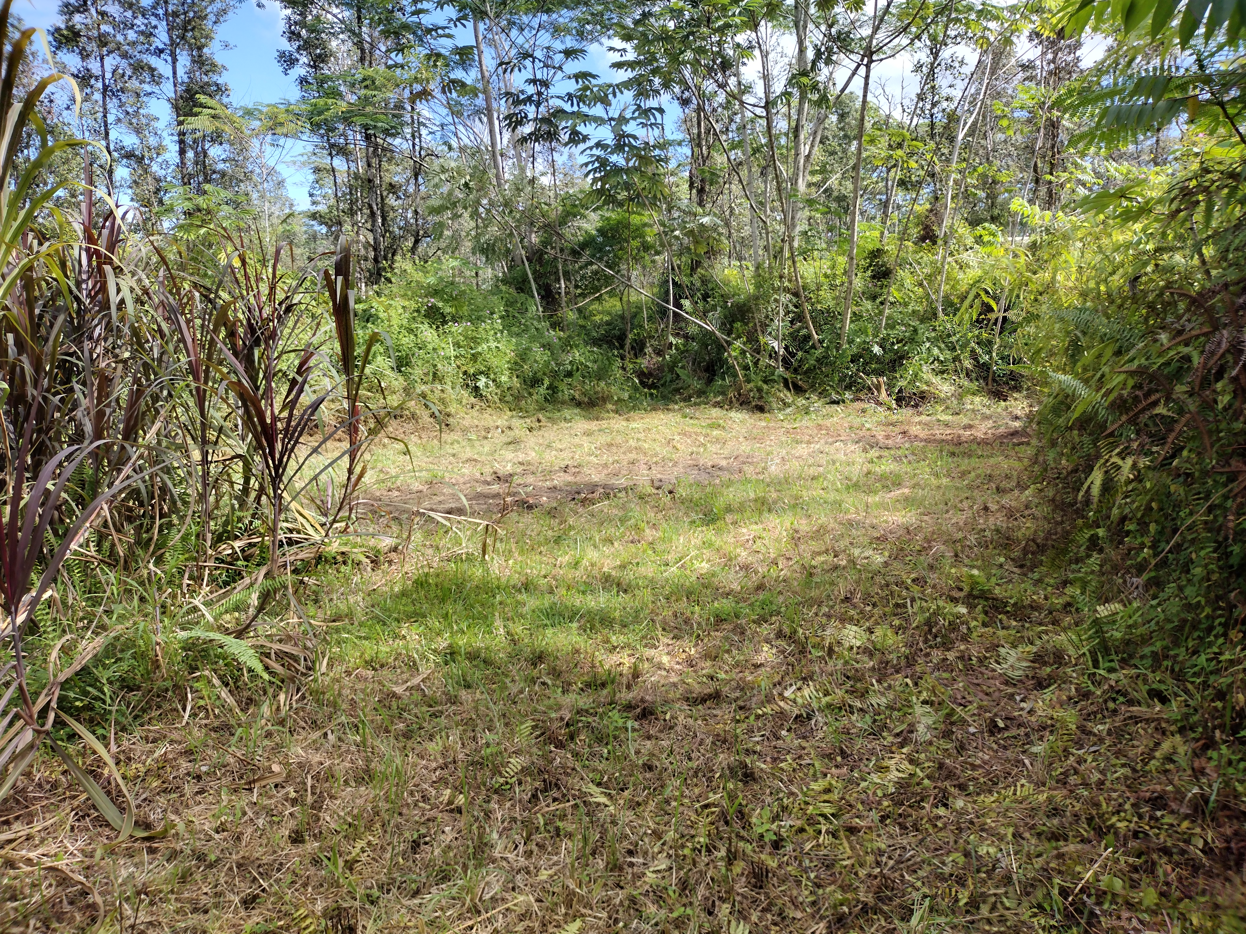 113 Lanai Road Pahoa, HI 96778 - Photo 4 of 5 a view of a yard with a tree