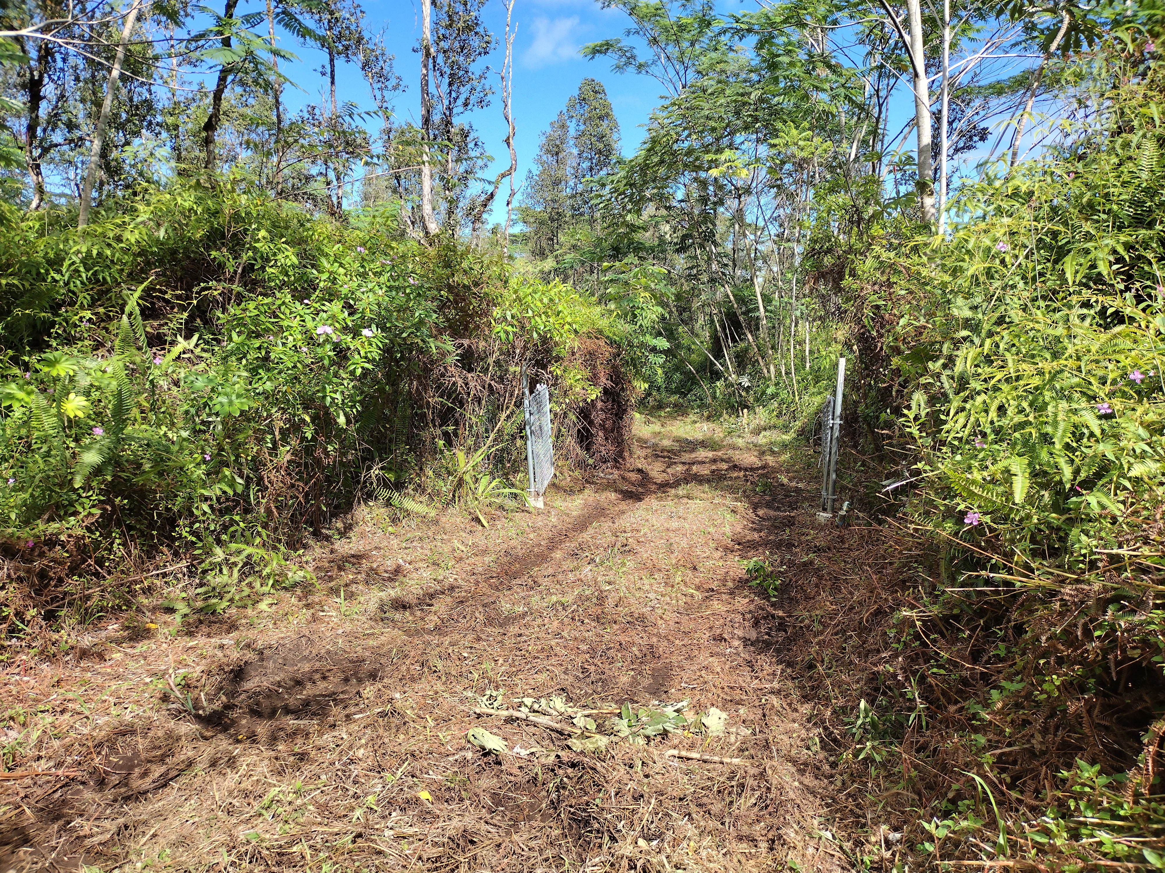 113 Lanai Road Pahoa, HI 96778 - Photo 5 of 5 a view of a forest with trees