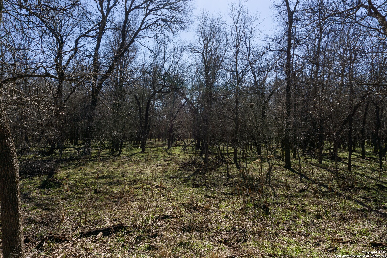 445 Marrou Road Seguin, TX 78155 - Photo 12 of 14 a view of a forest with trees