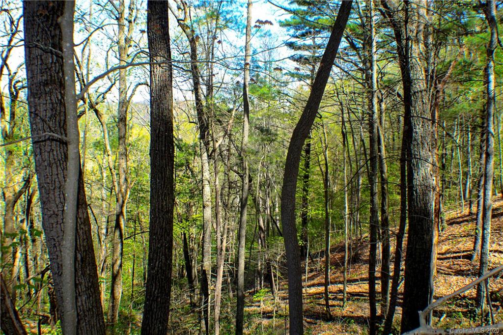 27.35 Mountainbrook Road Asheville, NC 28805 - Photo 12 of 46 a view of forest