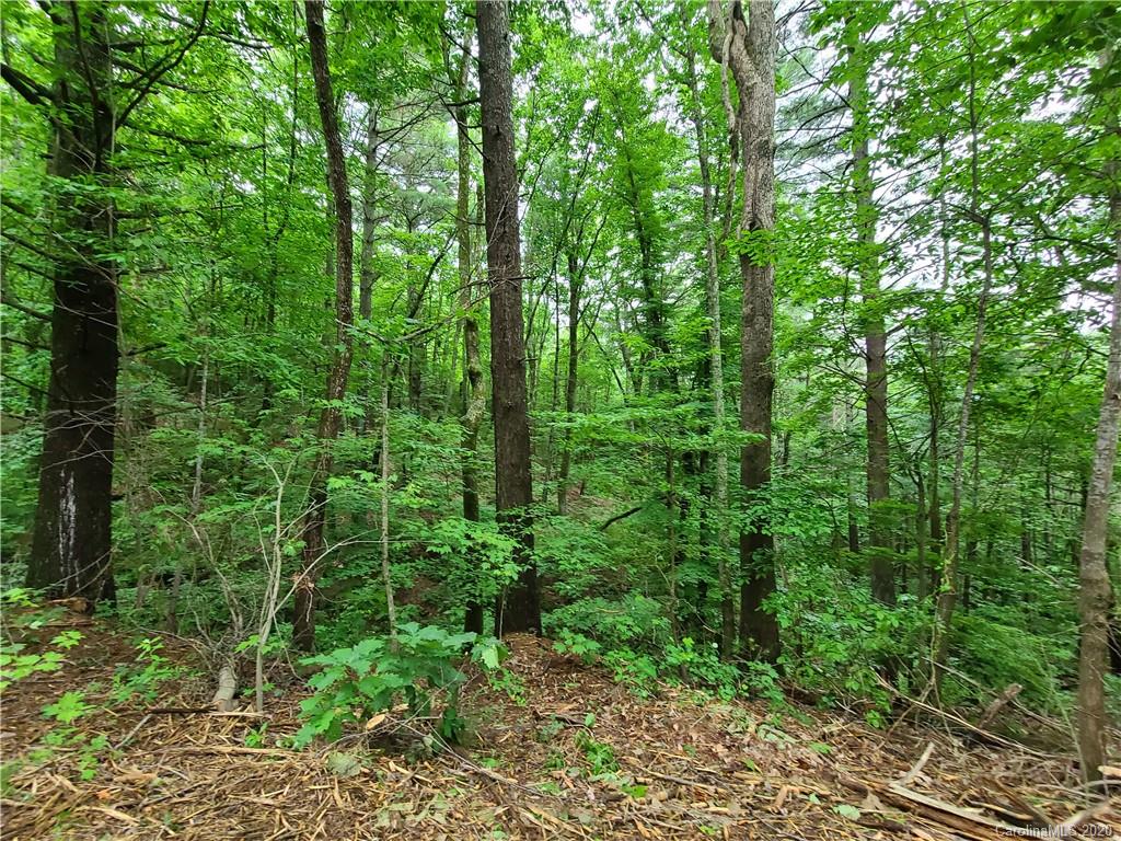 27.35 Mountainbrook Road Asheville, NC 28805 - Photo 20 of 46 a view of a lush green forest