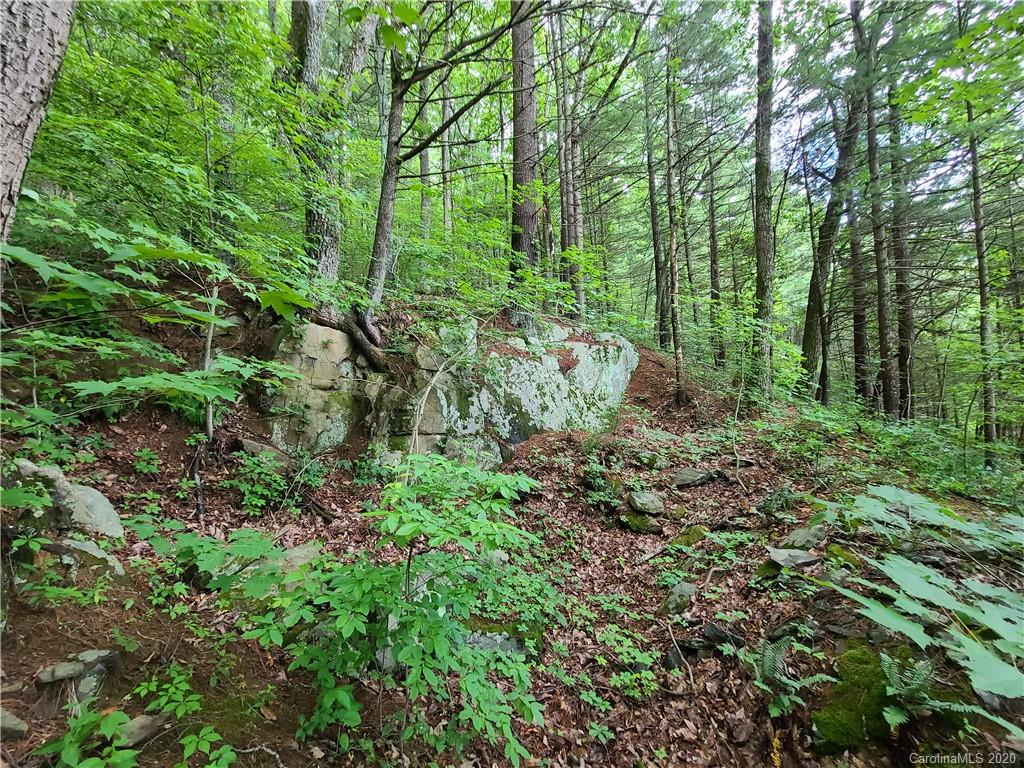 27.35 Mountainbrook Road Asheville, NC 28805 - Photo 21 of 46 a view of a lush green forest