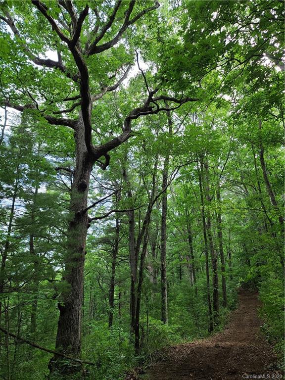 27.35 Mountainbrook Road Asheville, NC 28805 - Photo 24 of 46 a view of forest