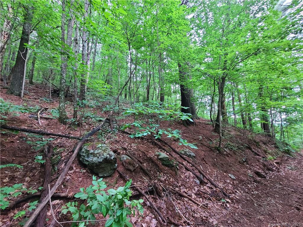27.35 Mountainbrook Road Asheville, NC 28805 - Photo 25 of 46 a view of a forest with trees in the background
