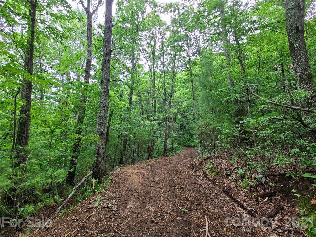 27.35 Mountainbrook Road Asheville, NC 28805 - Photo 26 of 46 a view of a forest with trees